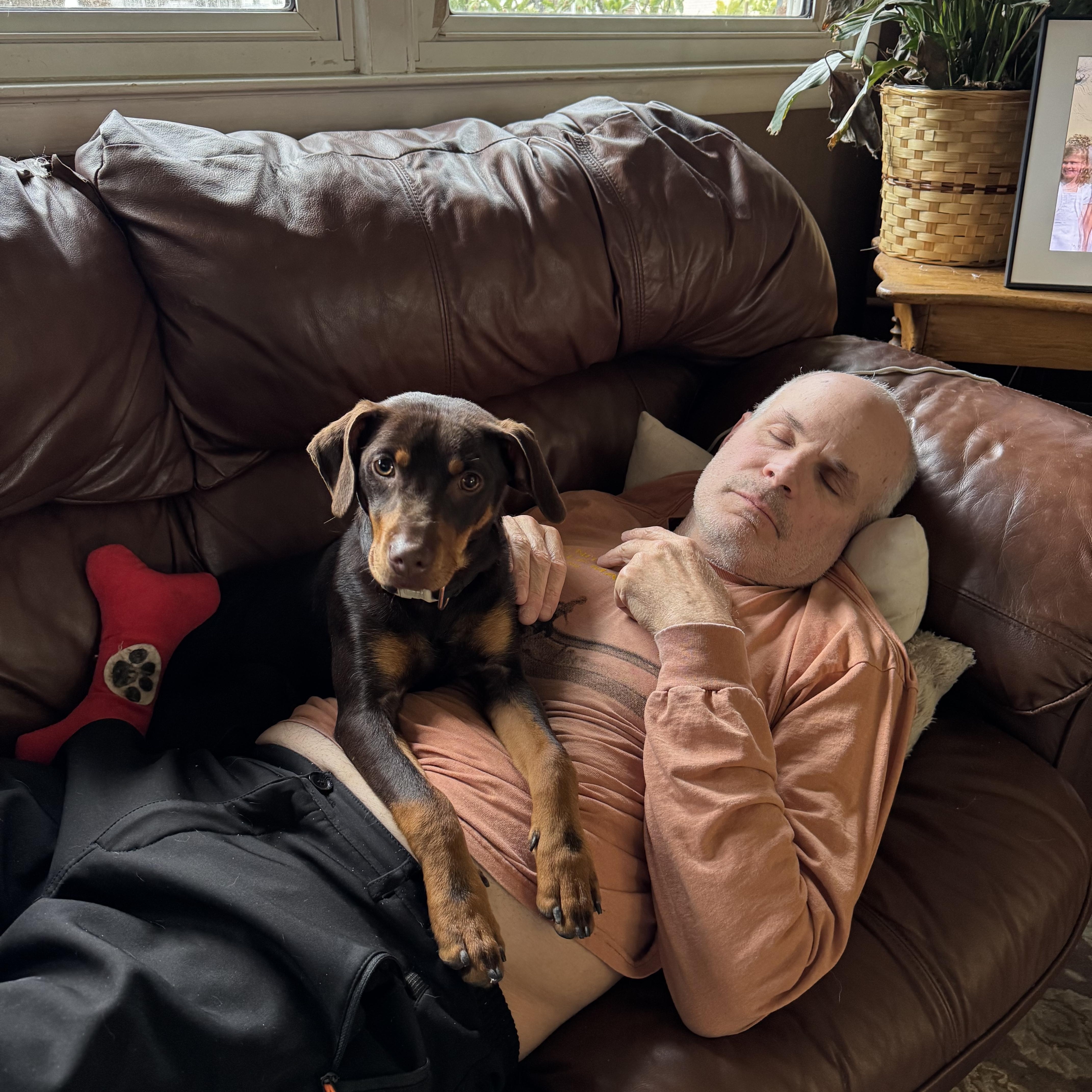 Enlarge Snickers, a ADOPTABLE mixed breed in Collingswood, NJ image 3/4