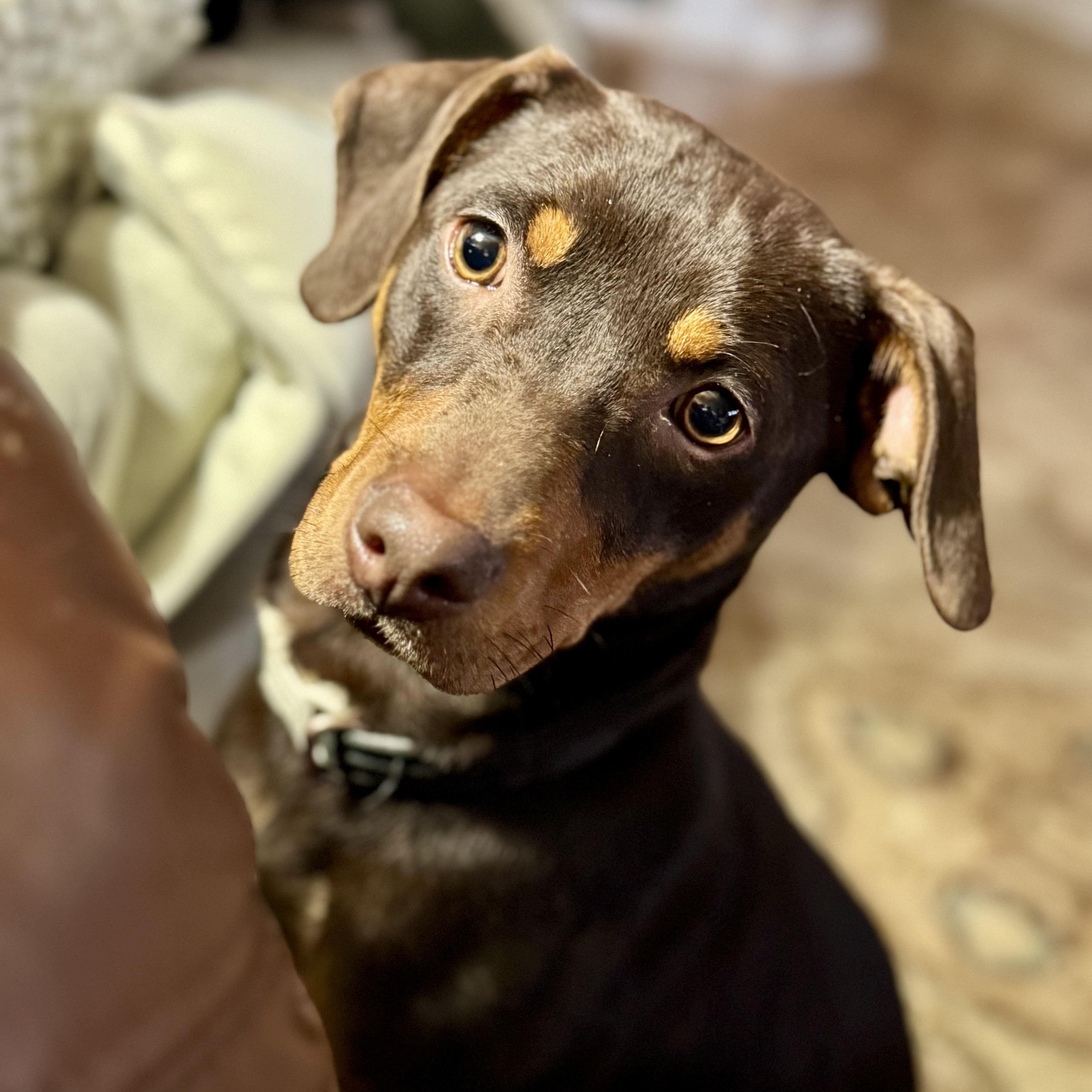 Enlarge Snickers, a ADOPTABLE mixed breed in Collingswood, NJ image 4/4