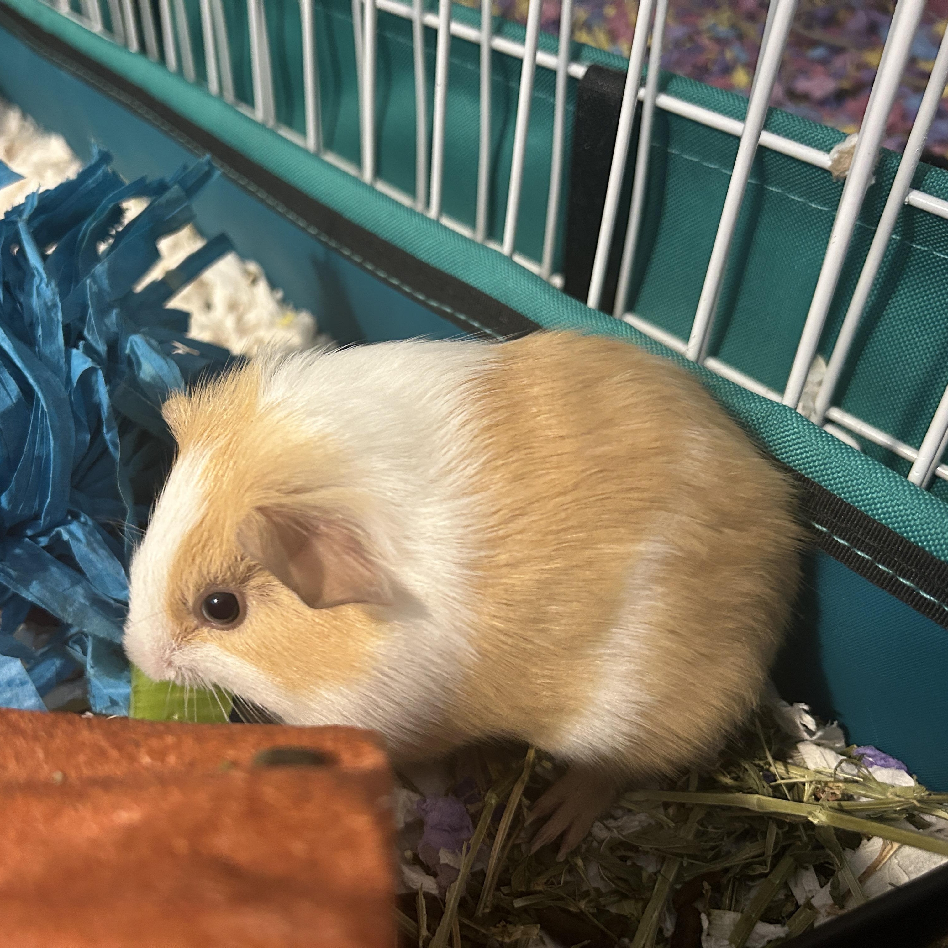 Enlarge Peter Parker & Miles Morales, a ADOPTABLE Guinea Pig in Andover, CT image 2/3