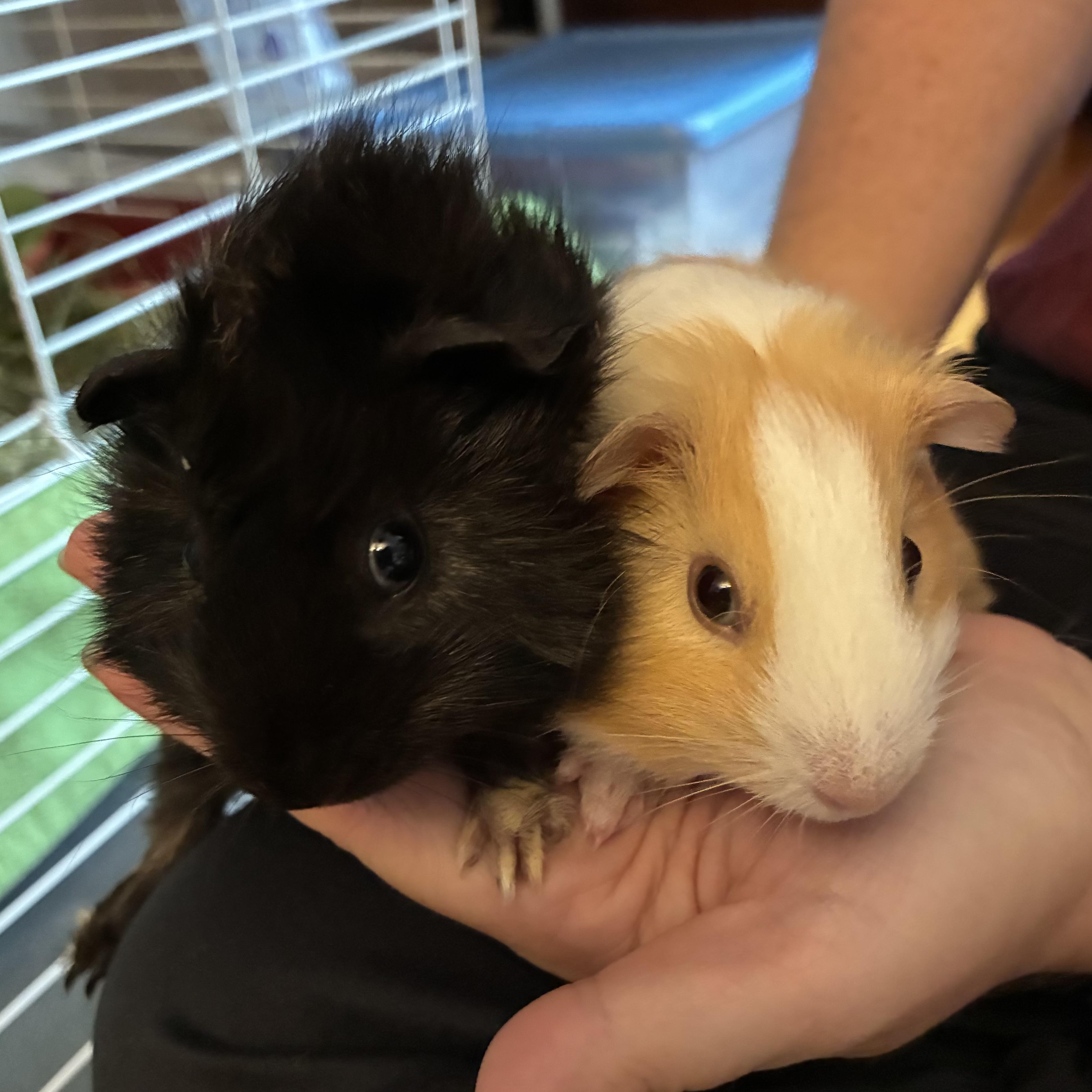 Peter Parker & Miles Morales, ADOPTABLE, Baby Male Guinea Pig.