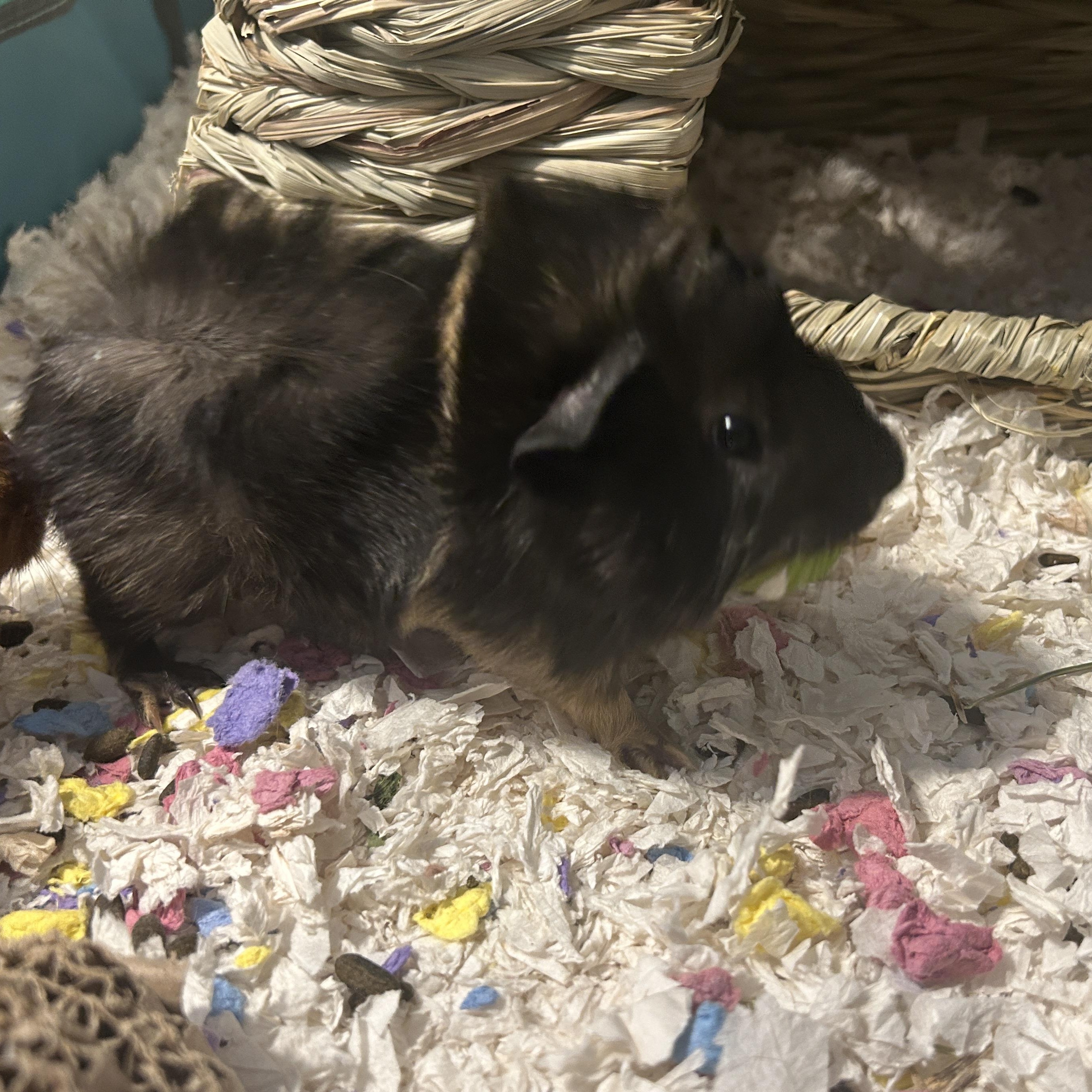 Enlarge Peter Parker & Miles Morales, a ADOPTABLE Guinea Pig in Andover, CT image 3/3