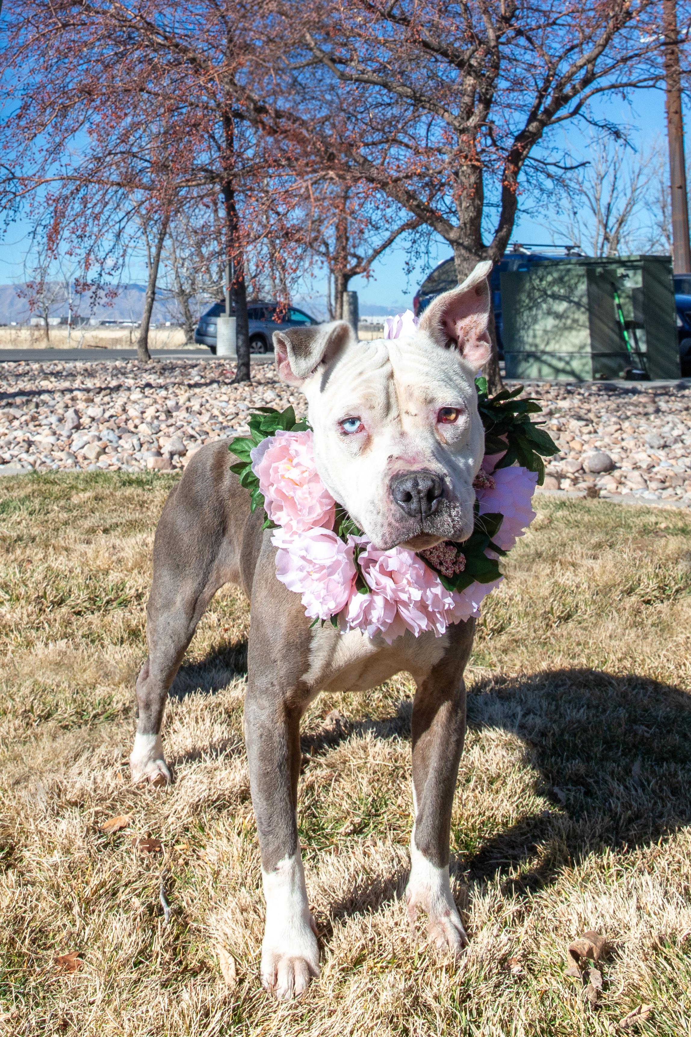 Enlarge Zoe (92201), a ADOPTABLE mixed breed in Spanish Fork, UT image 2/3