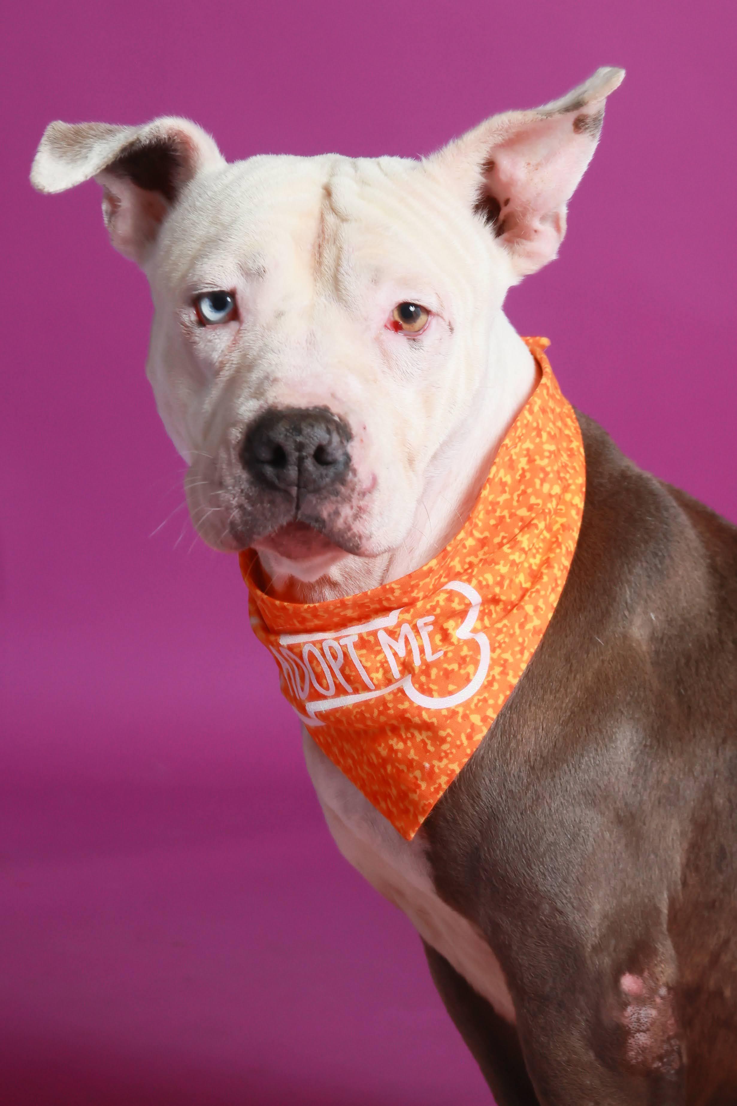 Enlarge Zoe (92201), a ADOPTABLE mixed breed in Spanish Fork, UT image 1/3