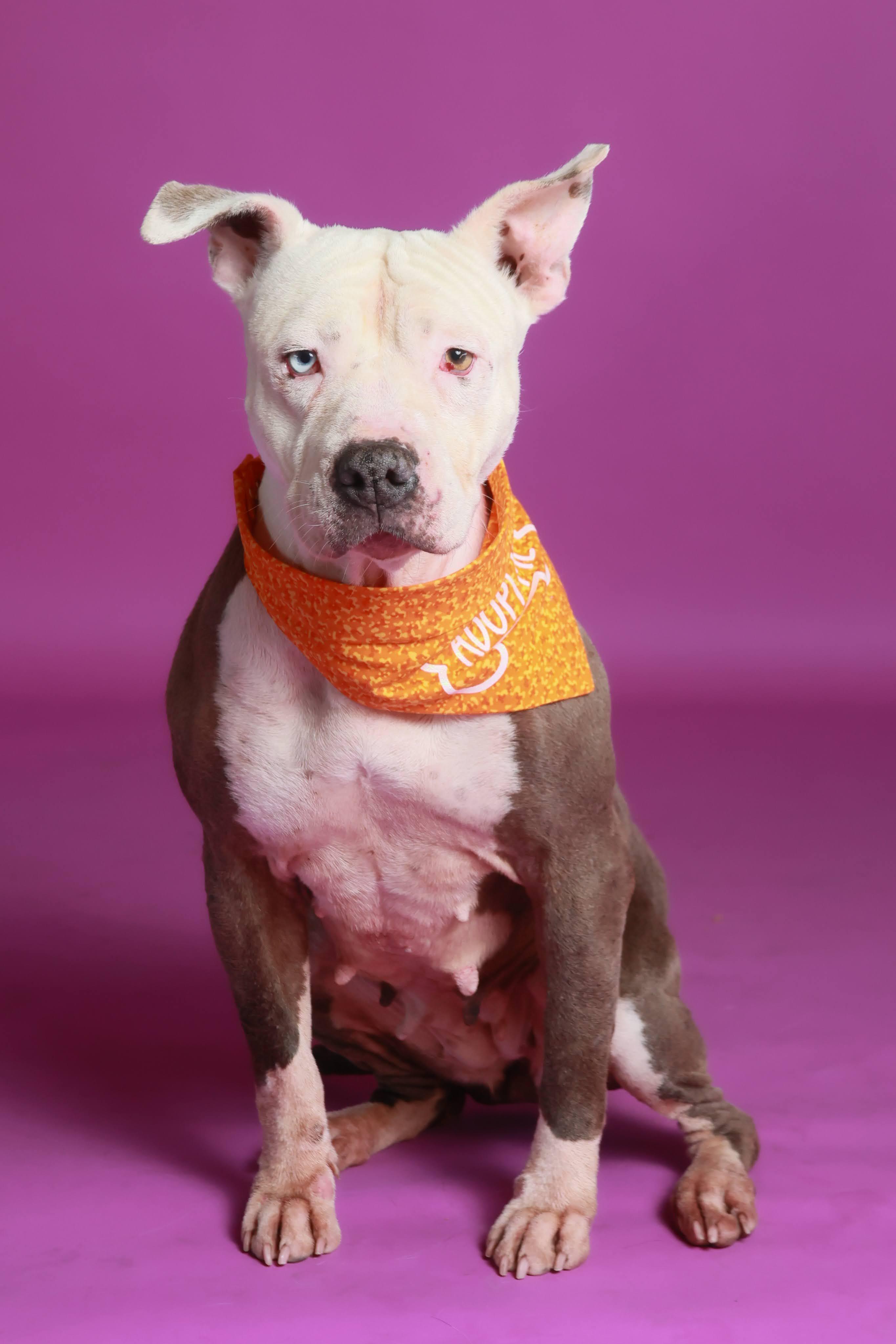 Enlarge Zoe (92201), a ADOPTABLE mixed breed in Spanish Fork, UT image 3/3