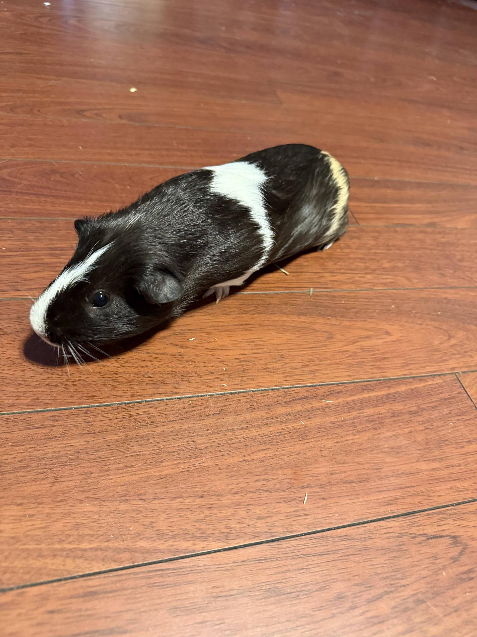 Brownie , ADOPTABLE, Young Male Guinea Pig.