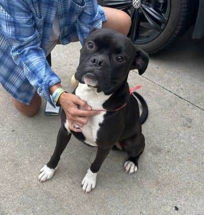 Enlarge Pup aka Buddy - ADOPTION PENDING!!!, a Adoptable Boxer in Shakopee, MN image 1/3