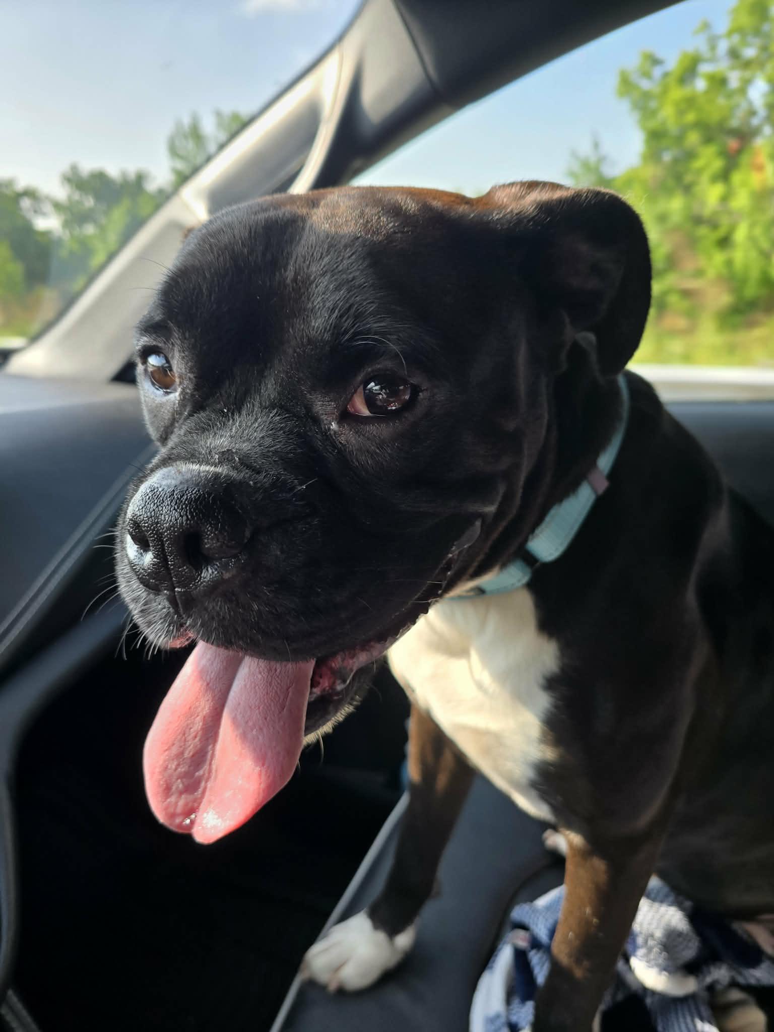 Enlarge Pup aka Buddy - ADOPTION PENDING!!!, a Adoptable Boxer in Shakopee, MN image 3/3