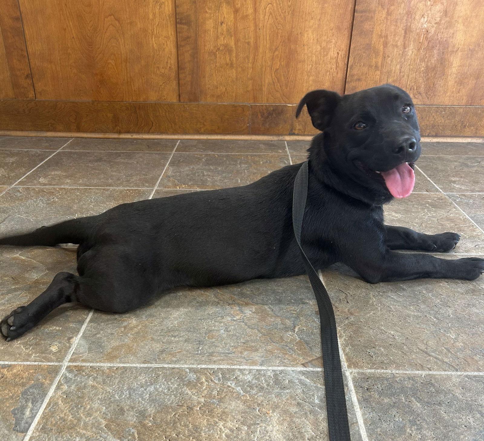 Enlarge Oakley, a Adoptable mixed breed in Monticello, MS image 1/3