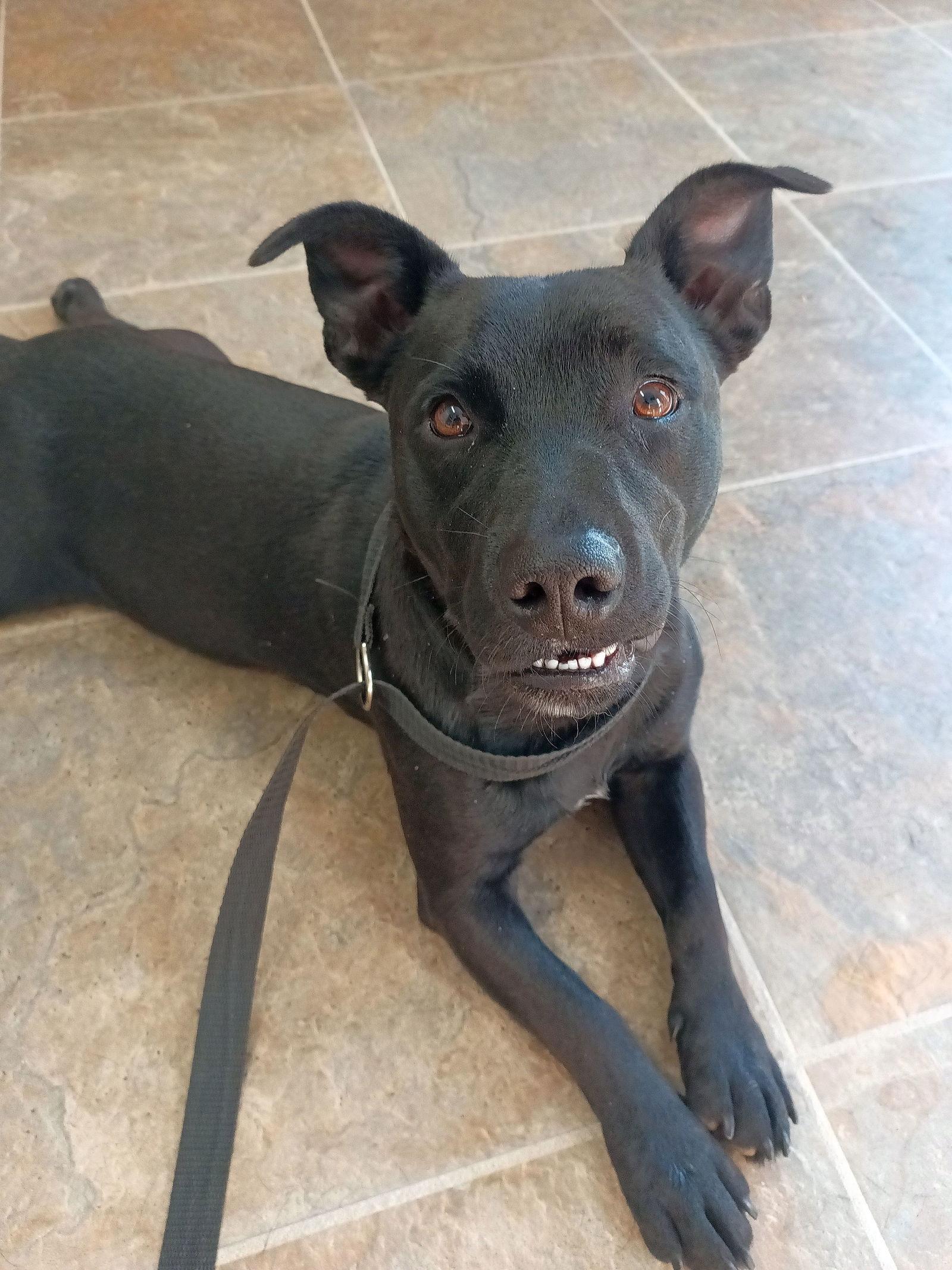 Enlarge Oakley, a Adoptable mixed breed in Monticello, MS image 2/3