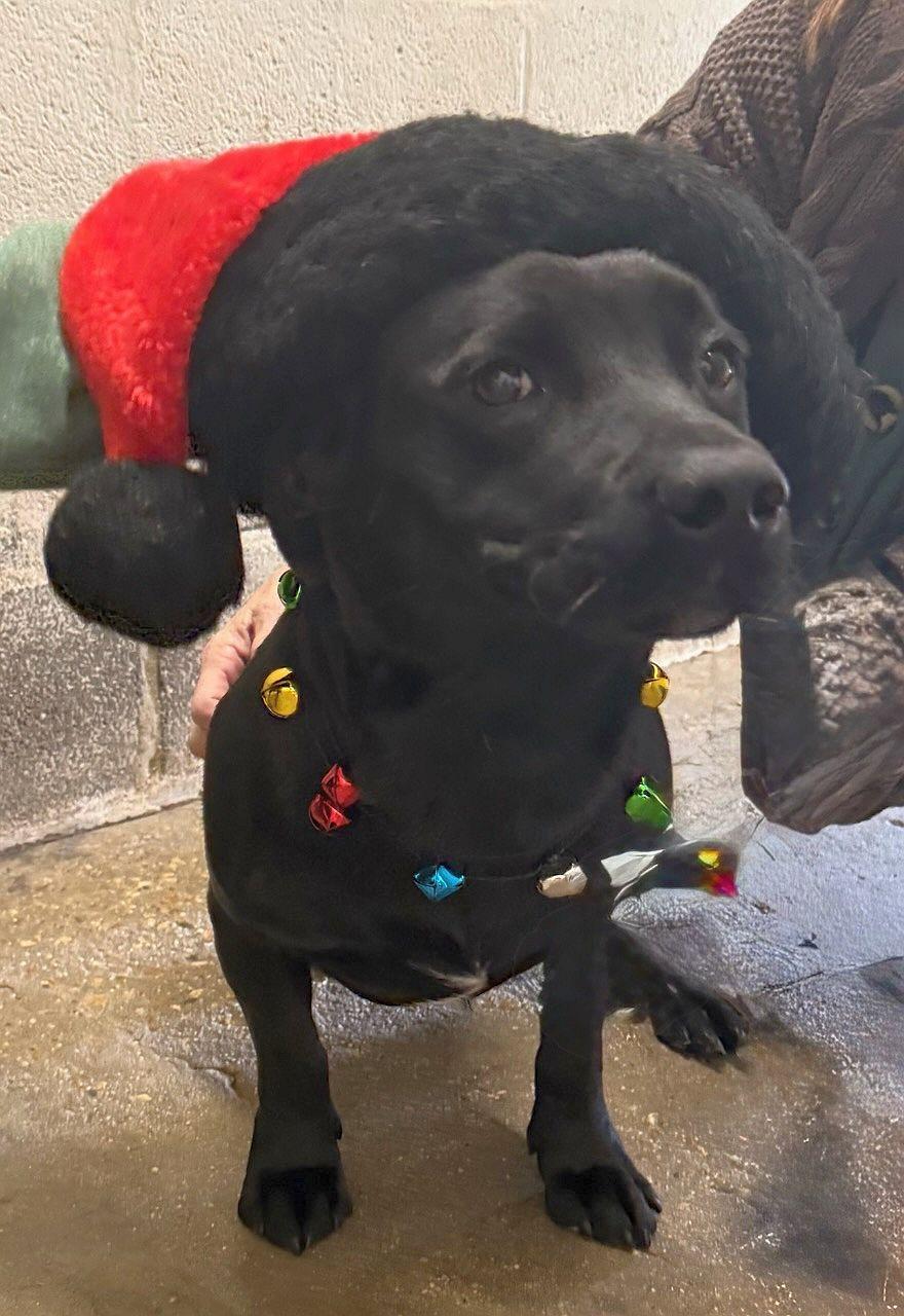 Enlarge Oakley, a Adoptable mixed breed in Monticello, MS image 3/3