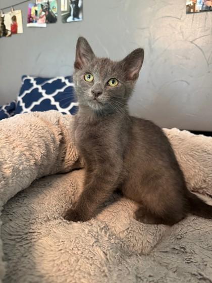 Frida 52576, a ADOPTABLE Domestic Short Hair in Oklahoma City, OK image 2/2