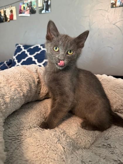 Frida 52576, ADOPTABLE, Kitten Female Domestic Short Hair.