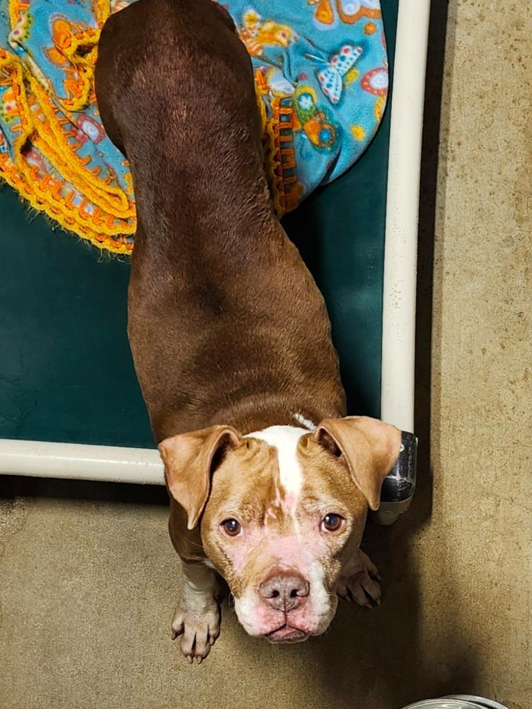 Butter Ball, Adoptable, Senior Female Mixed Breed.