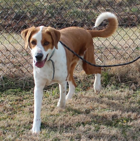 Enlarge BINGO, a ADOPTABLE mixed breed in Claremore, OK image 2/2