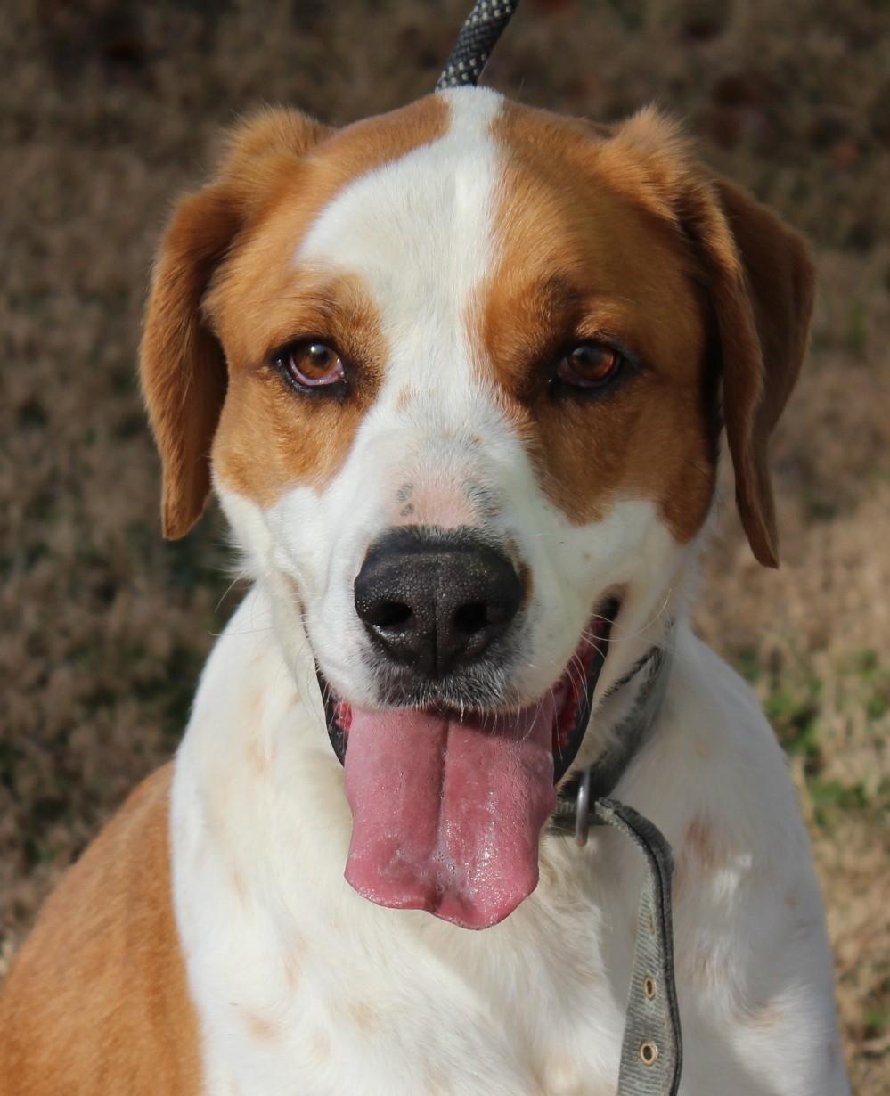 Enlarge BINGO, a ADOPTABLE mixed breed in Claremore, OK image 1/2