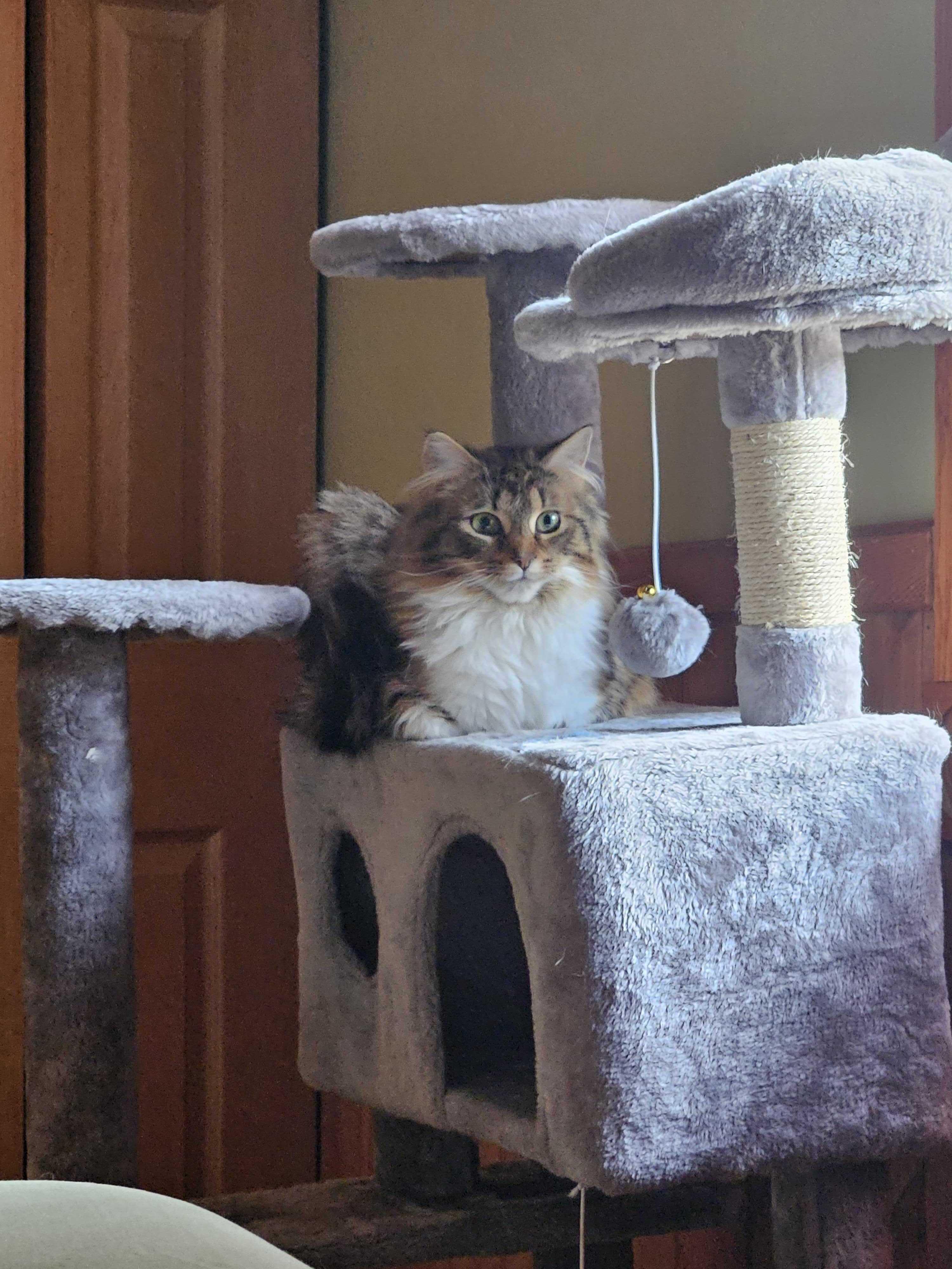 Enlarge Violet, an adopted Domestic Long Hair in Wakefield, QC image 2/5