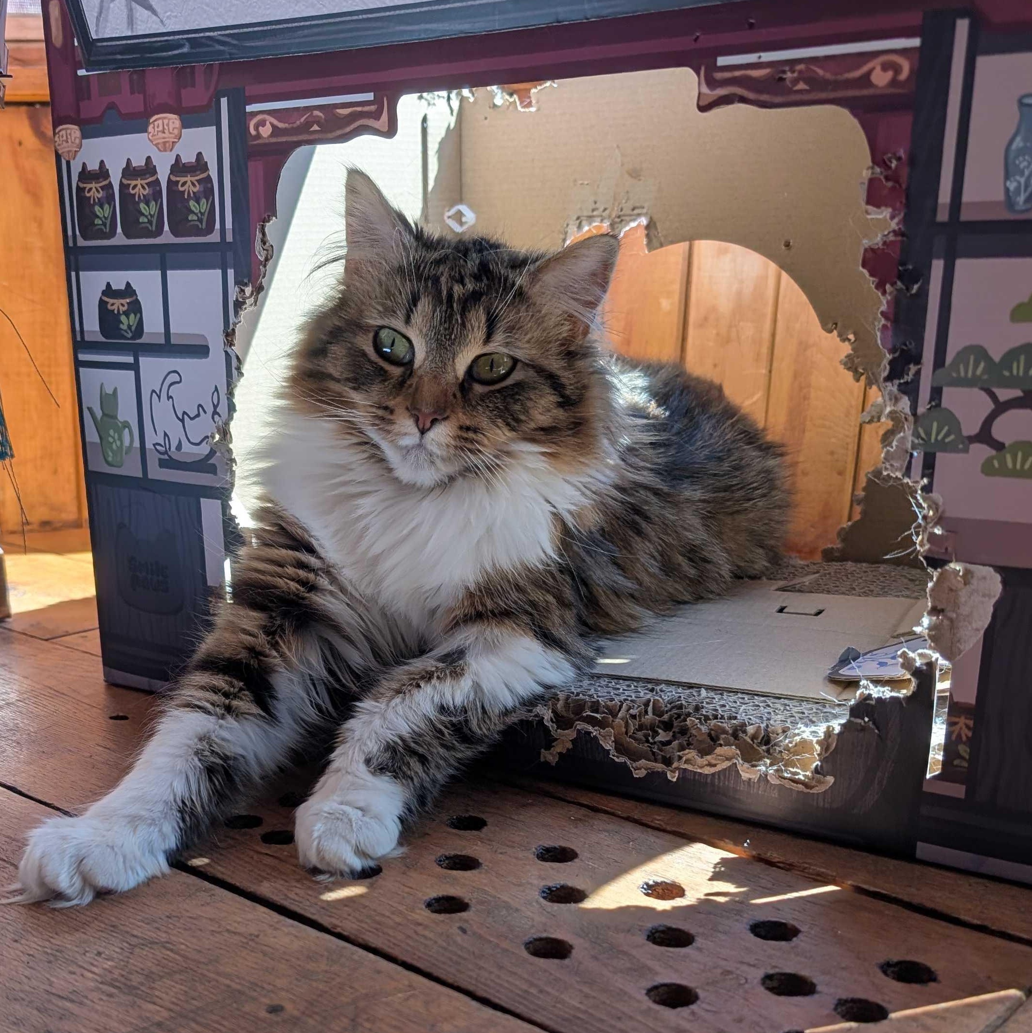 Violet, adopted, Young Female Domestic Long Hair.