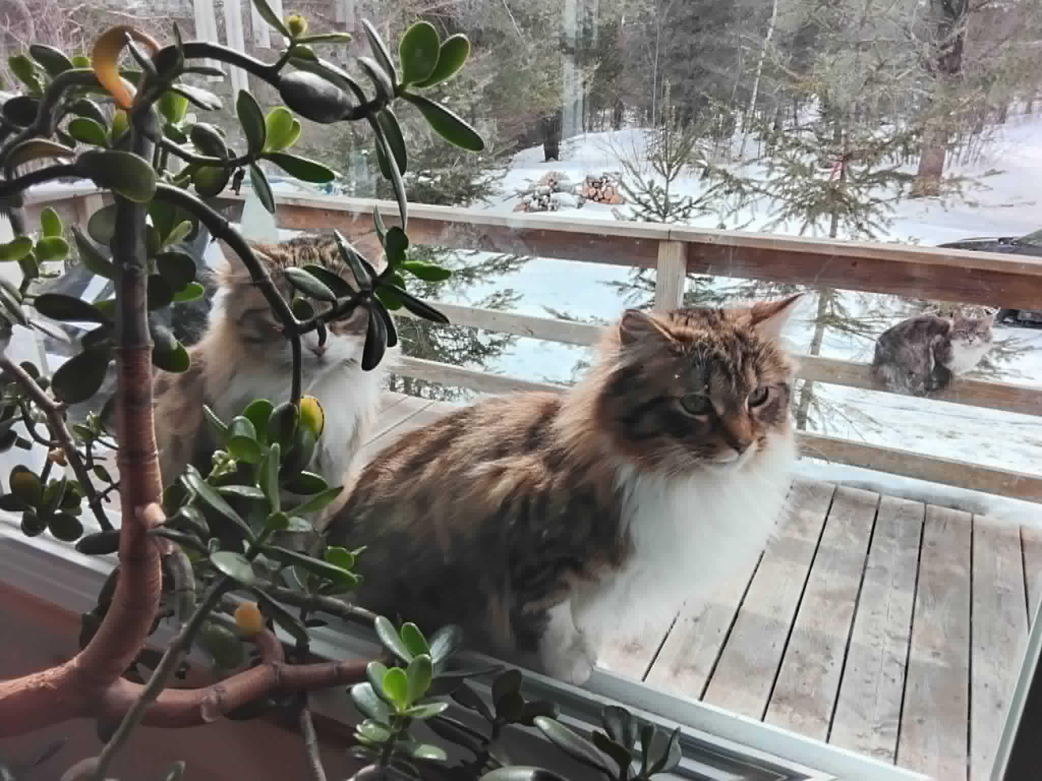 Enlarge Violet, an adopted Domestic Long Hair in Wakefield, QC image 4/5