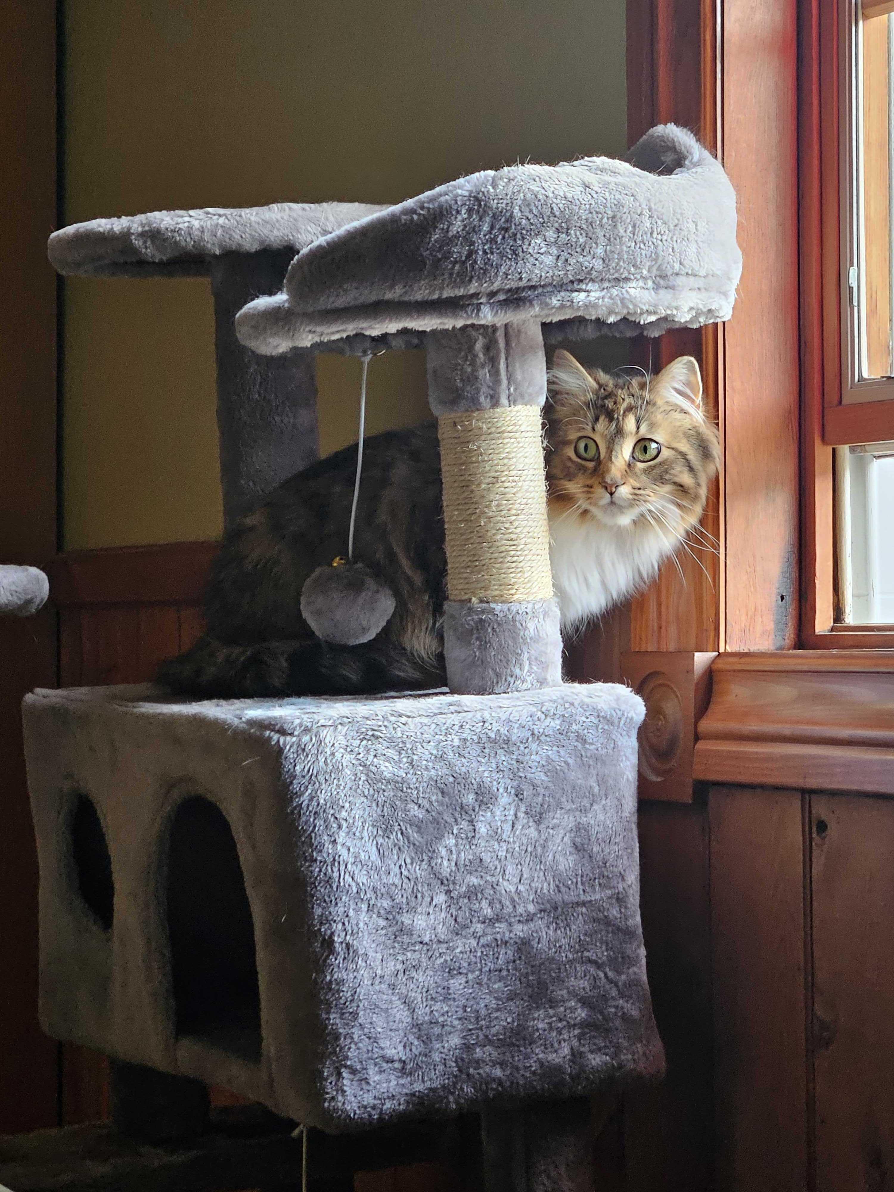 Enlarge Violet, an adopted Domestic Long Hair in Wakefield, QC image 3/5