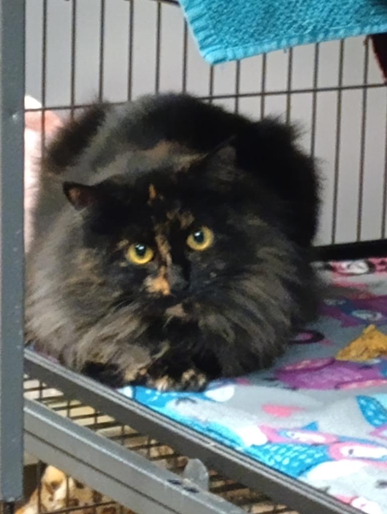 Georgia, Adoptable, Adult Female Domestic Long Hair.