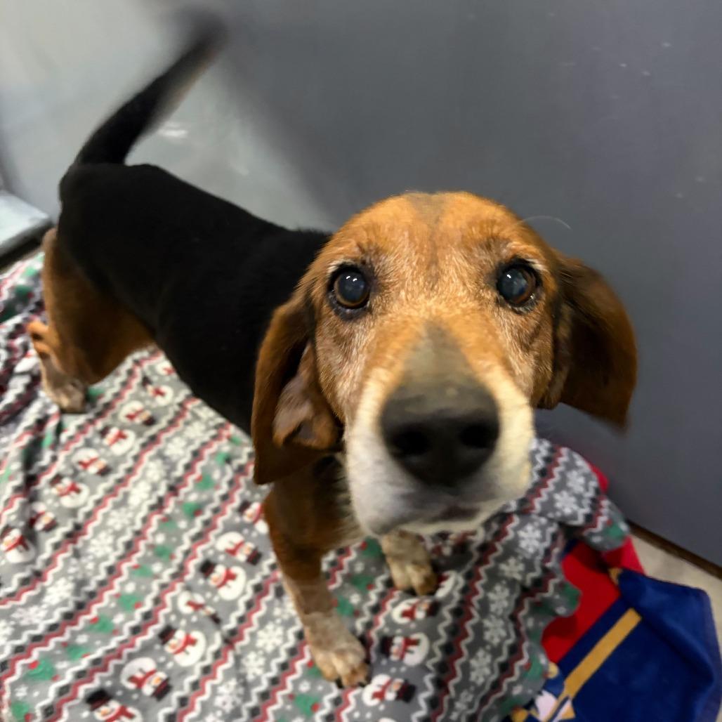 Jasper, Adoptable, Adult Male Mixed Breed.