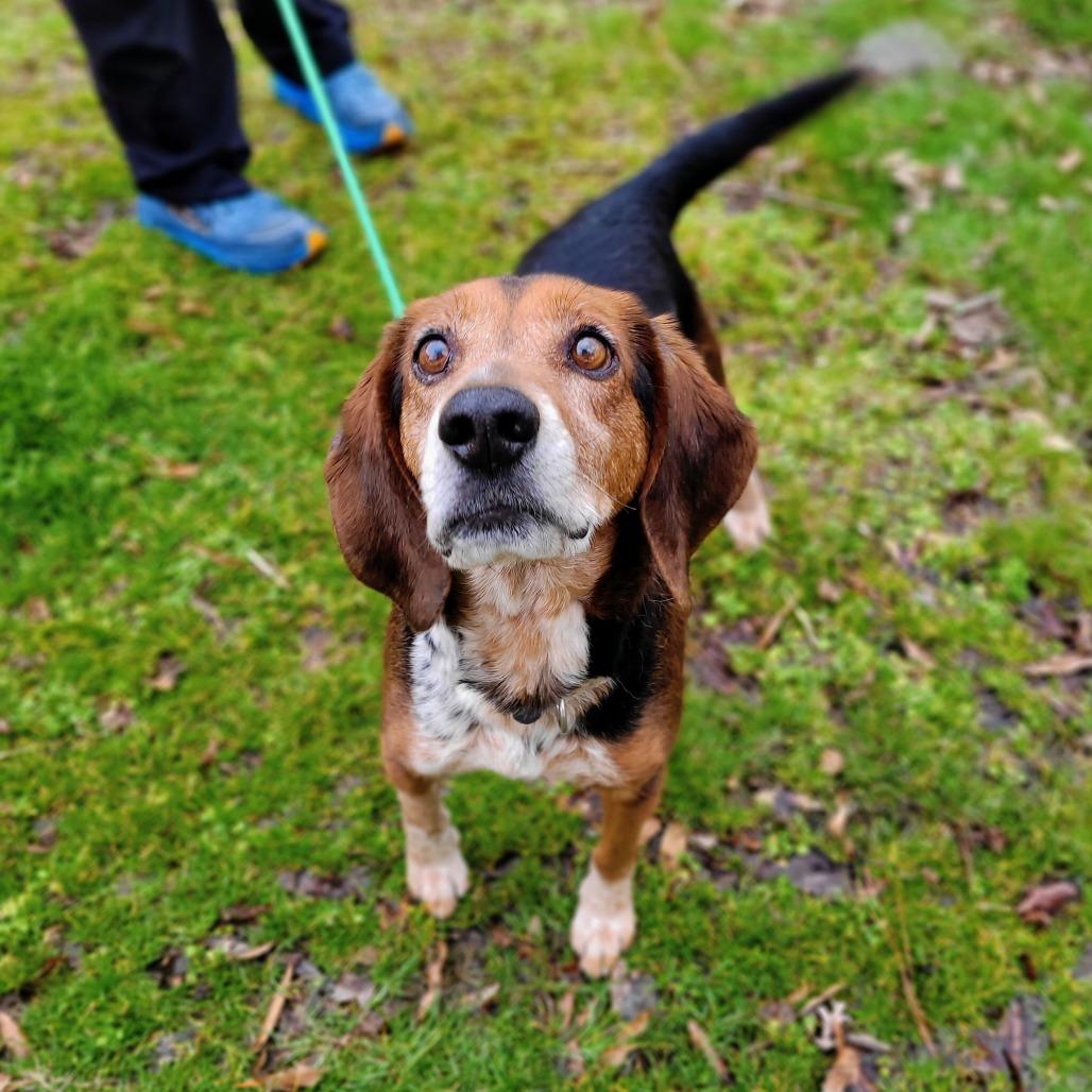 Enlarge Jasper, a Adoptable Mixed Breed in Fredericksburg, VA image 2/6