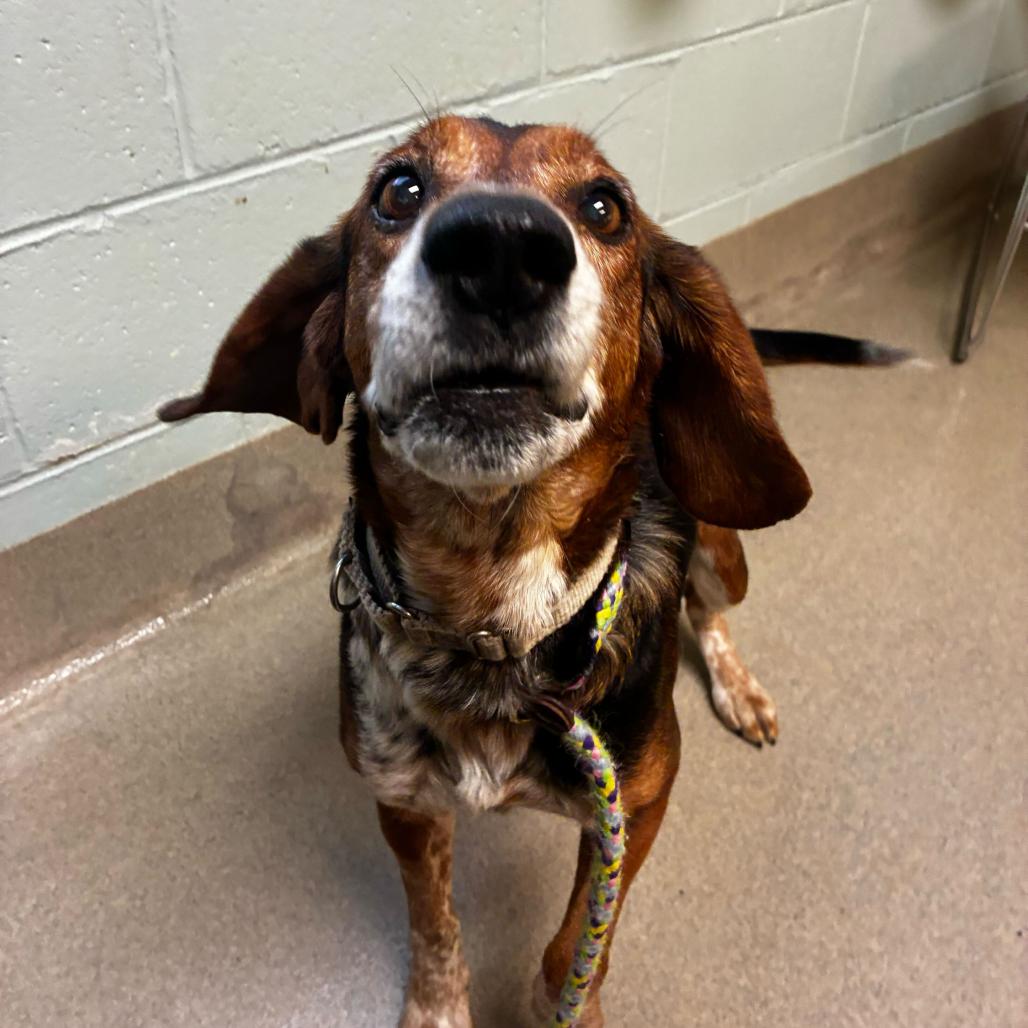 Jasper, a Adoptable Mixed Breed in Fredericksburg, VA image 2/6