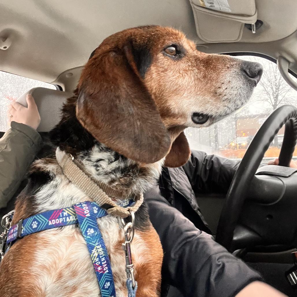 Jasper, a Adoptable Mixed Breed in Fredericksburg, VA image 3/6