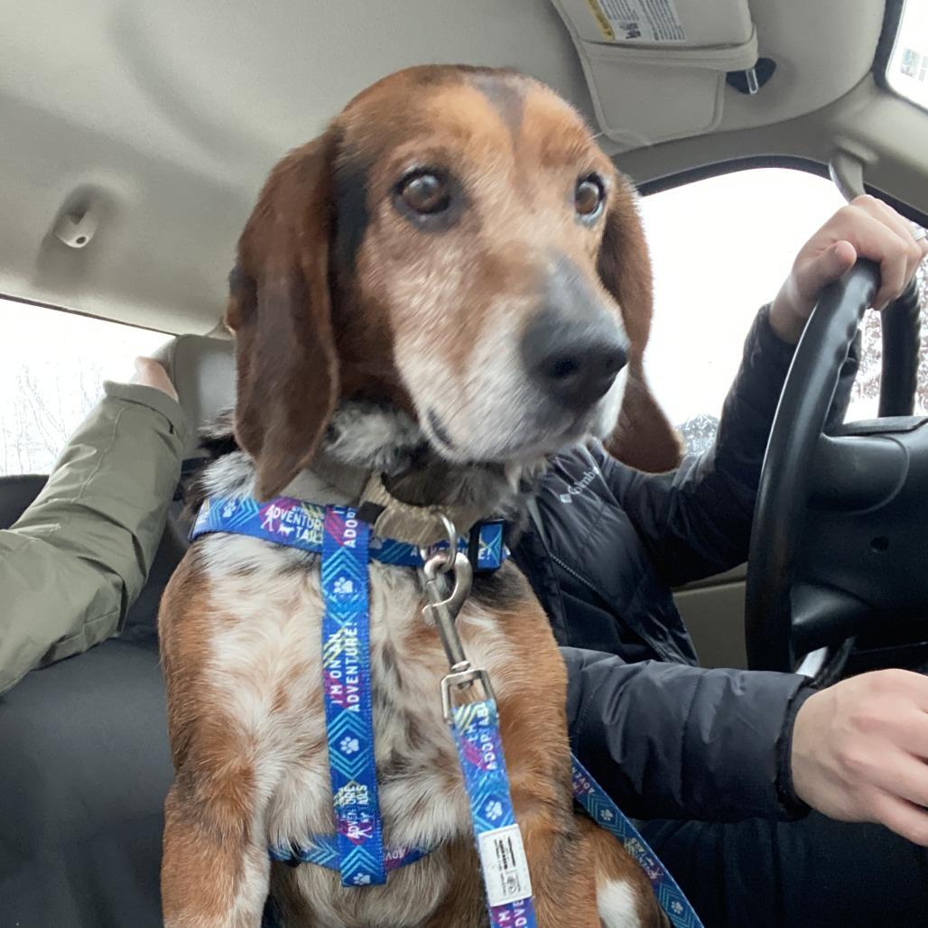 Jasper, a Adoptable Mixed Breed in Fredericksburg, VA image 4/6
