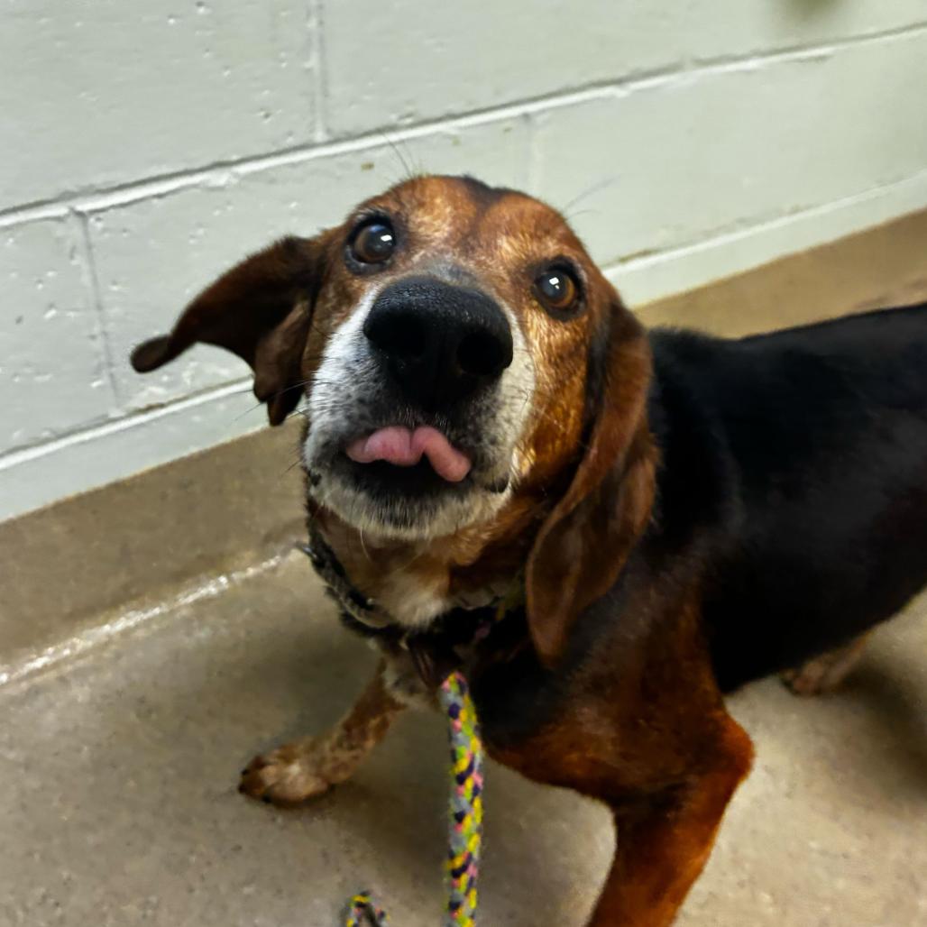 Jasper, a Adoptable Mixed Breed in Fredericksburg, VA image 5/6