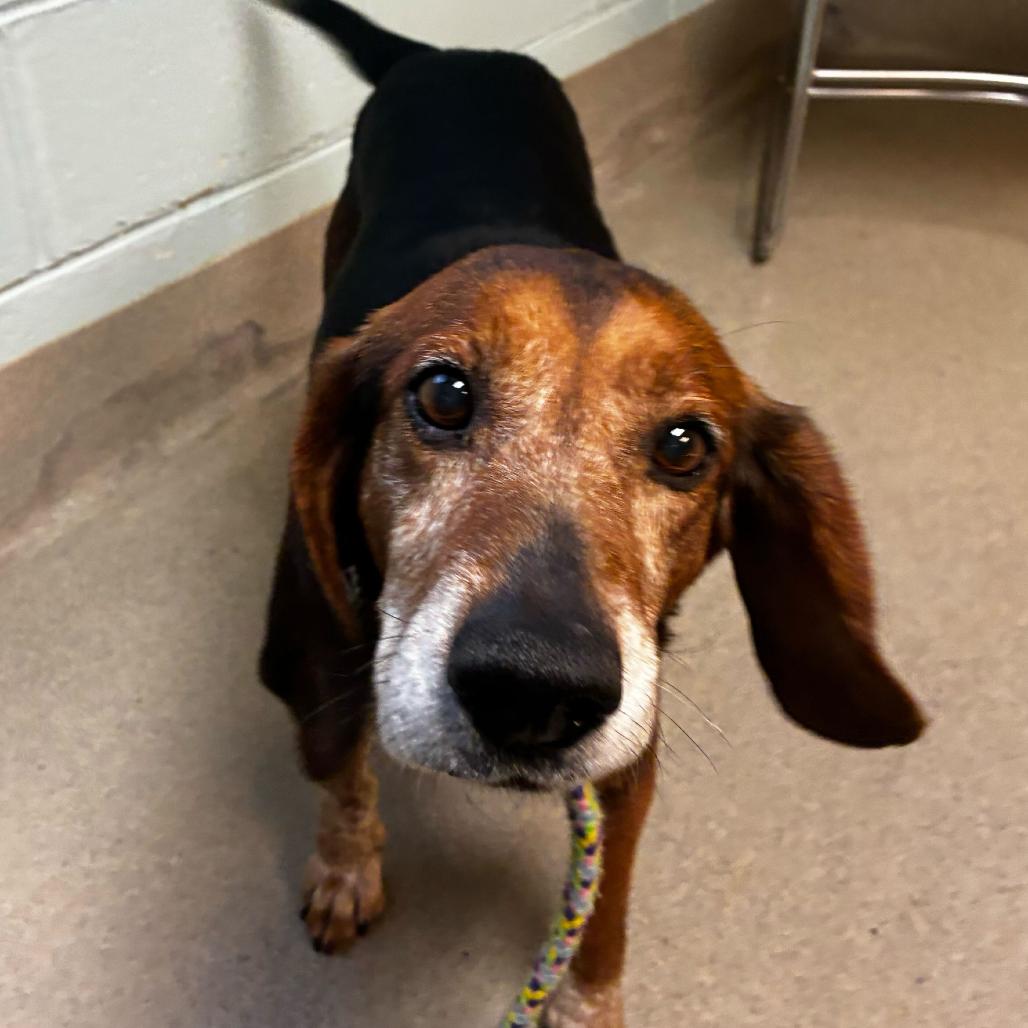 Jasper, a Adoptable Mixed Breed in Fredericksburg, VA image 6/6