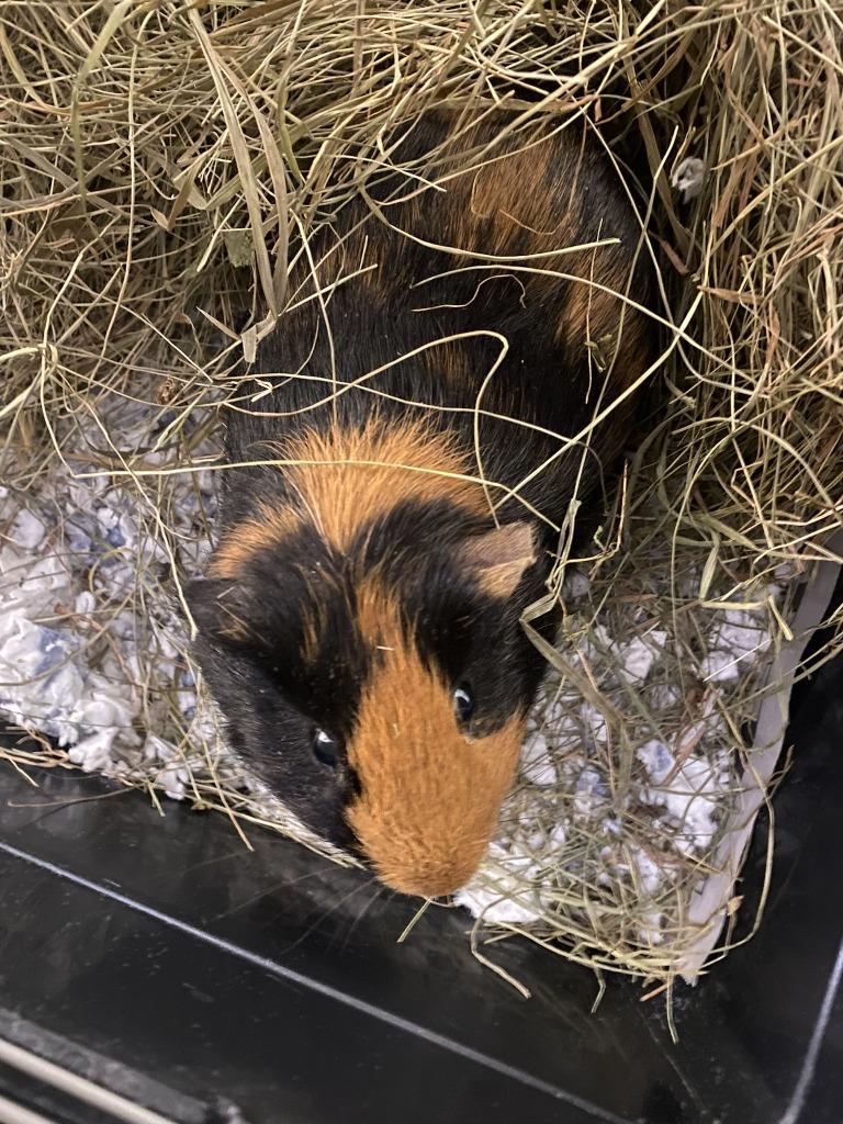 Enlarge Chucky, a Adoptable Guinea Pig in Fall River, MA image 1/1
