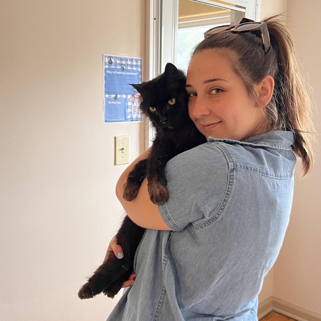 Handsome, a ADOPTABLE Domestic Long Hair in Fenton, MI image 2/4