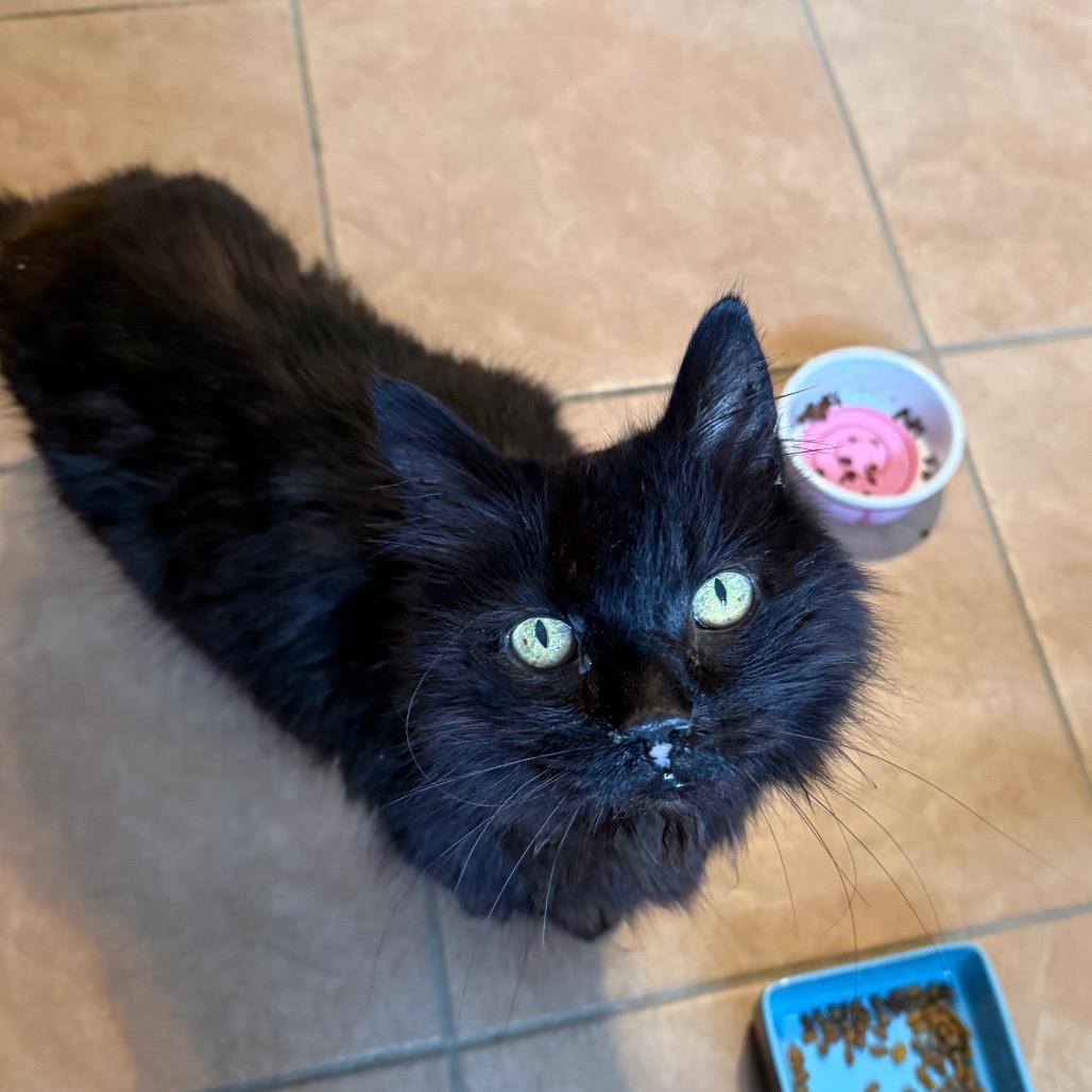 Handsome, ADOPTABLE, Senior Male Domestic Long Hair.