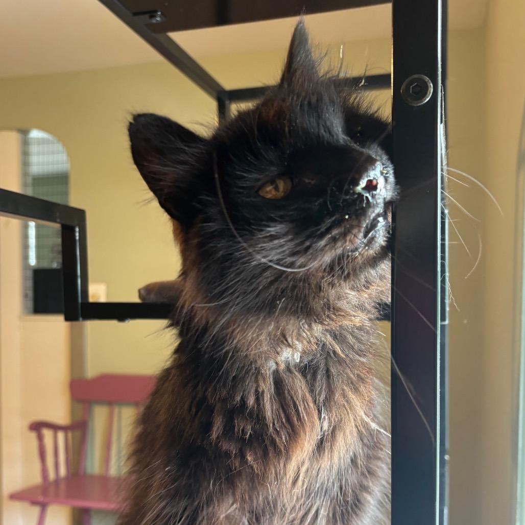 Handsome, a ADOPTABLE Domestic Long Hair in Fenton, MI image 3/4
