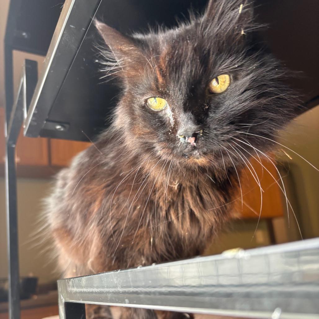 Handsome, a ADOPTABLE Domestic Long Hair in Fenton, MI image 4/4