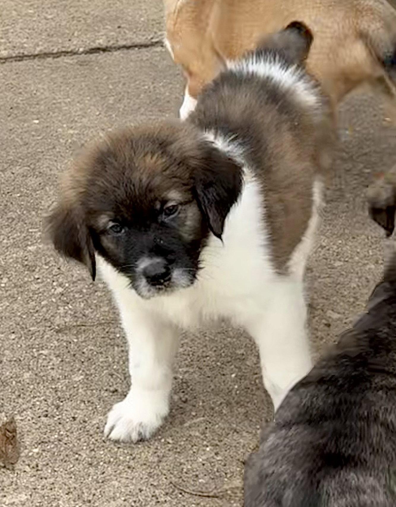 Enlarge Rambler, a Adoptable mixed breed in Hillside, IL image 2/3