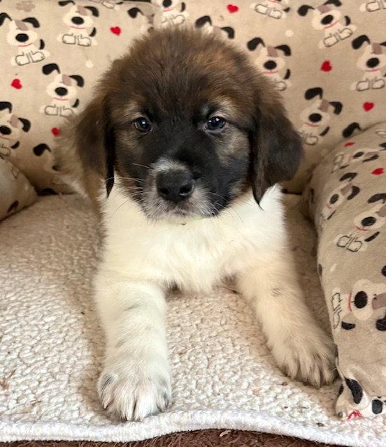 Enlarge Rambler, a Adoptable mixed breed in Hillside, IL image 3/3