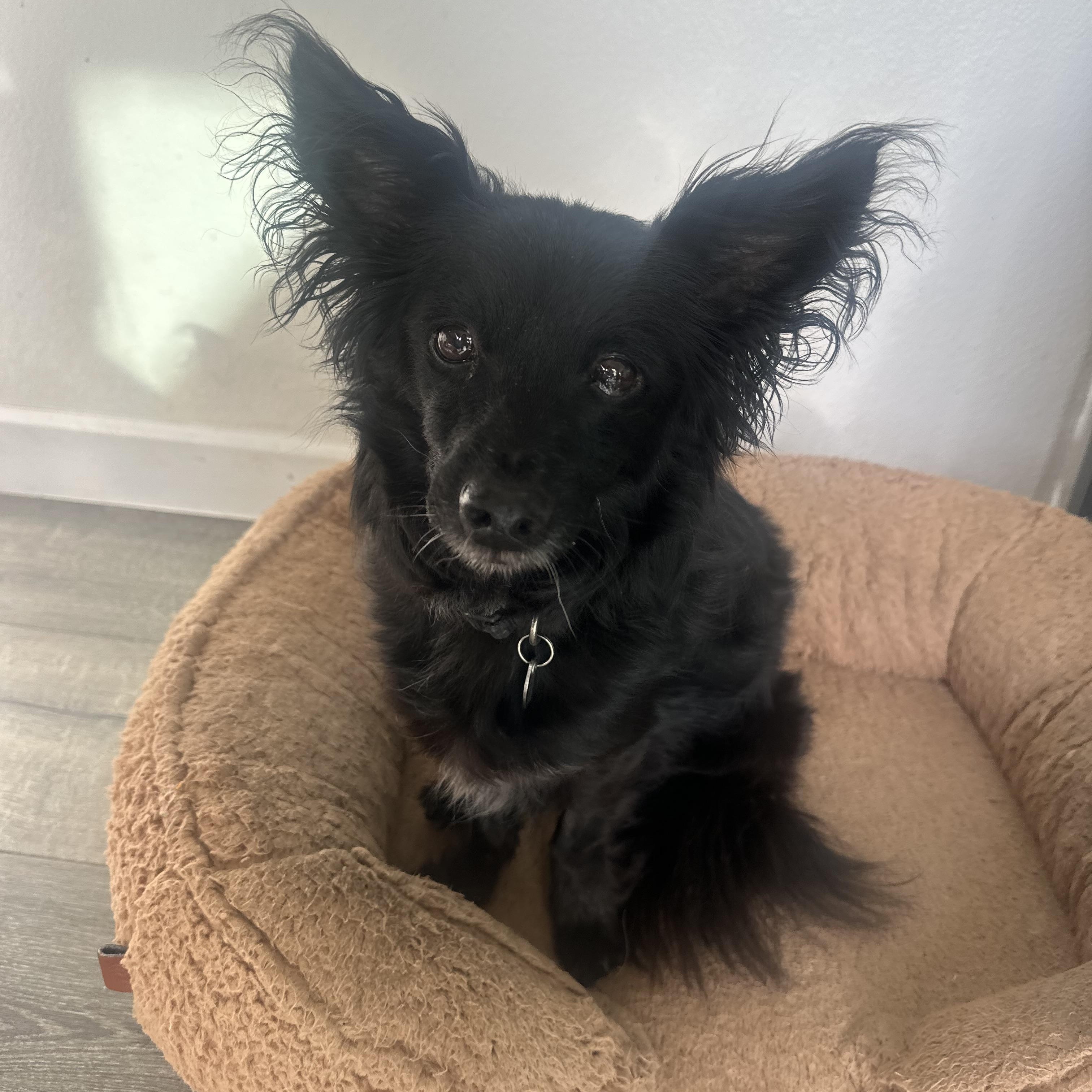 Cooper, a ADOPTABLE mixed breed in Camarillo, CA image 3/4