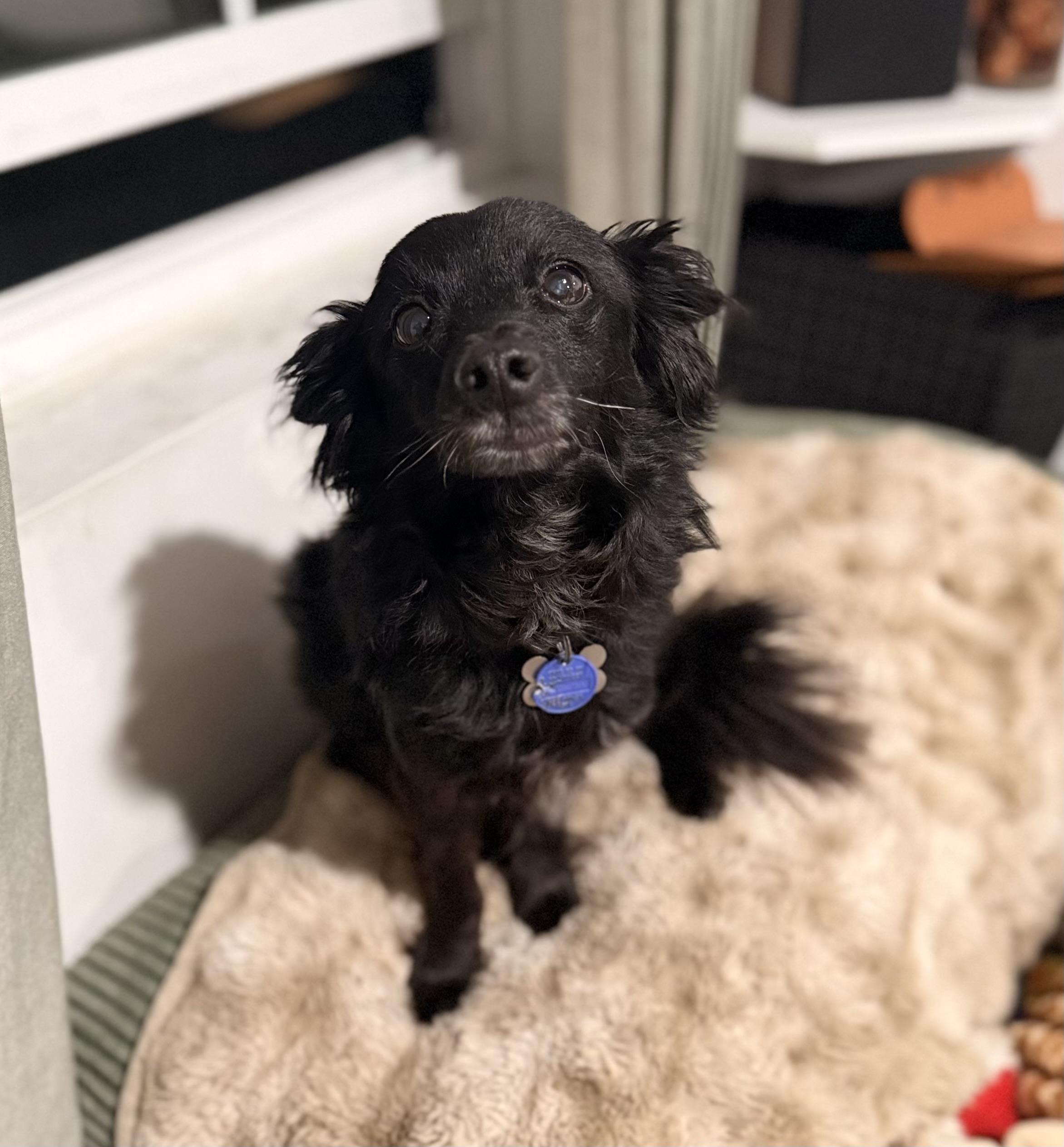 Cooper, a ADOPTABLE mixed breed in Camarillo, CA image 2/4