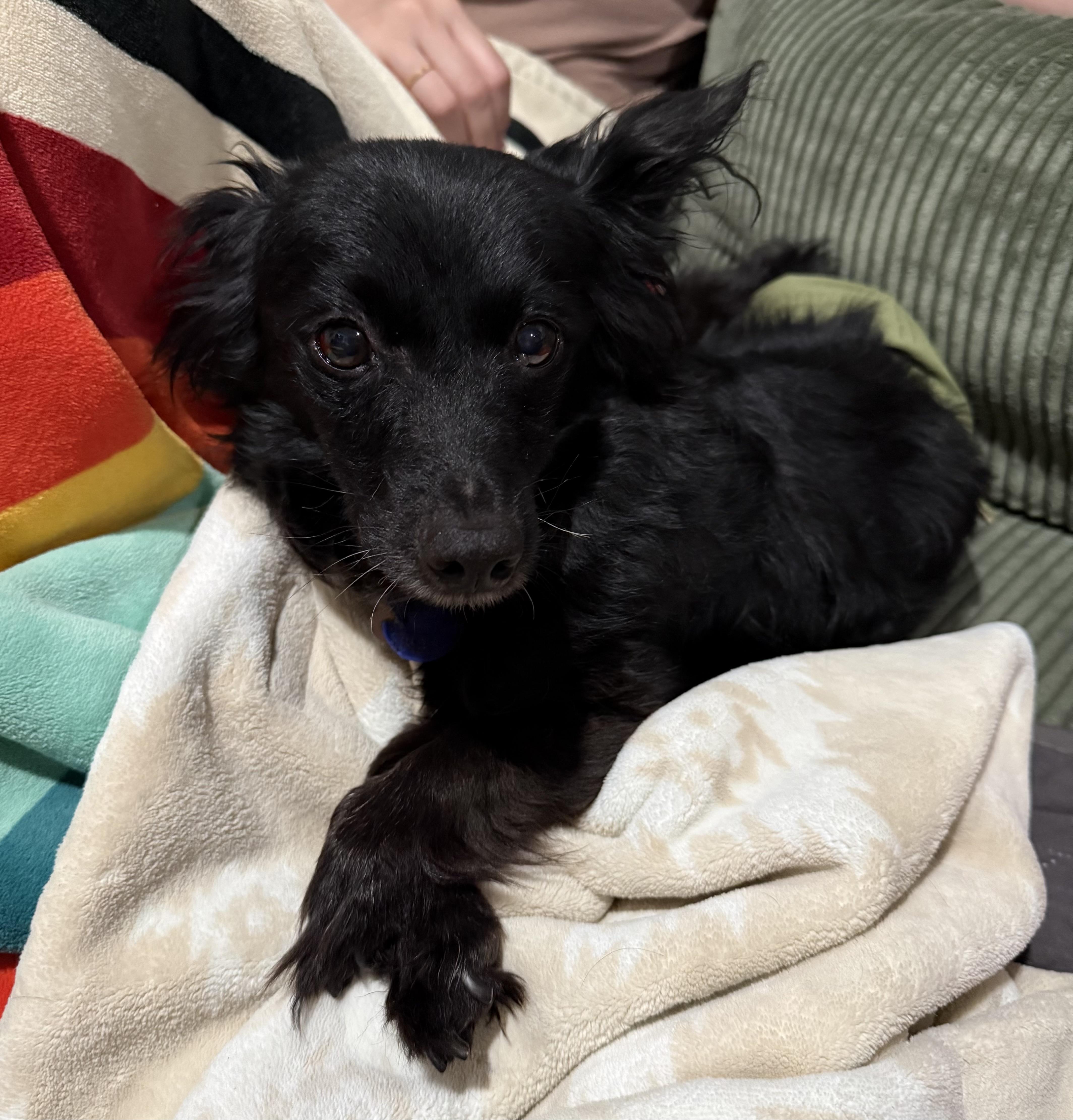 Cooper, a ADOPTABLE mixed breed in Camarillo, CA image 4/4