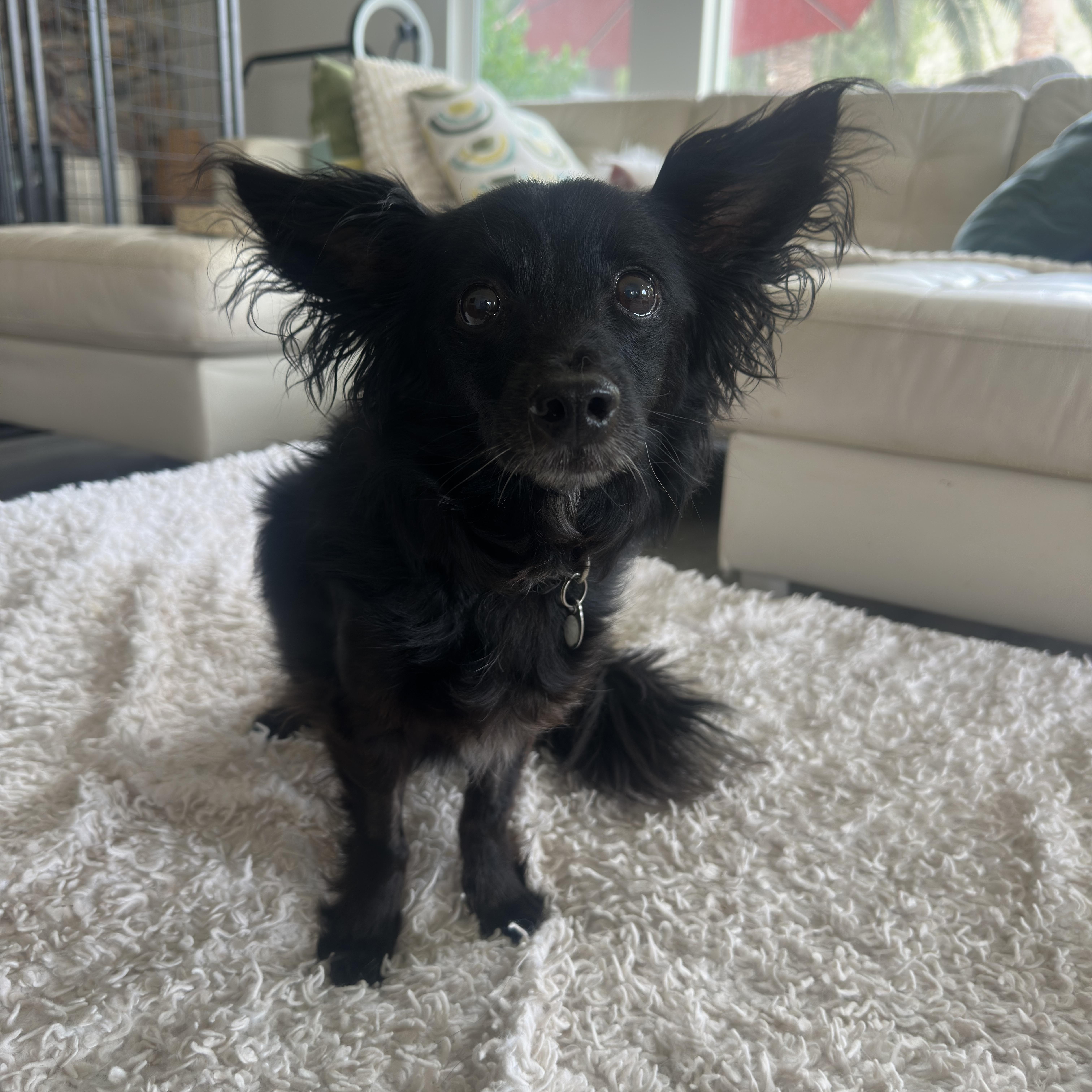 Cooper, a ADOPTABLE mixed breed in Camarillo, CA image 1/4