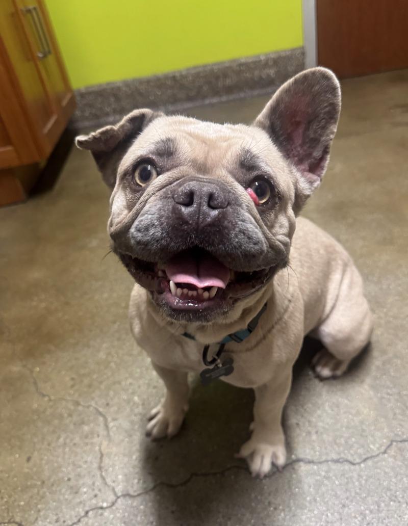 Enlarge Petals, a Adoptable French Bulldog in Valley Village, CA image 1/2