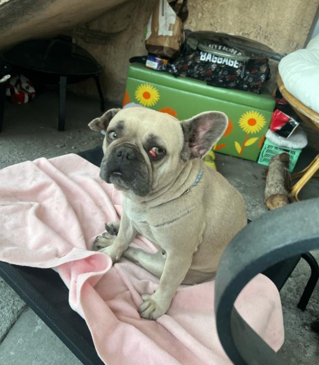 Enlarge Petals, a Adoptable French Bulldog in Valley Village, CA image 2/2