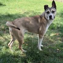 26-01080 JASPER, ADOPTABLE, Adult Male Husky.