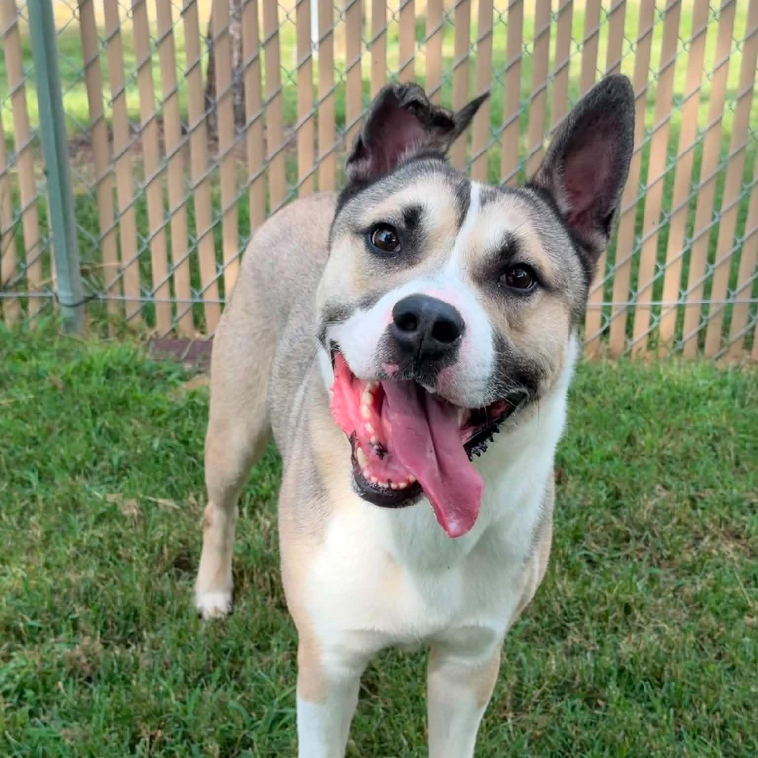 Enlarge 26-01080 JASPER, a Adoptable mixed breed in Fredericksburg, VA image 1/4