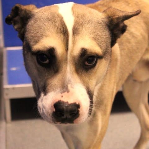 Enlarge 26-01080 JASPER, a ADOPTABLE mixed breed in Fredericksburg, VA image 2/2