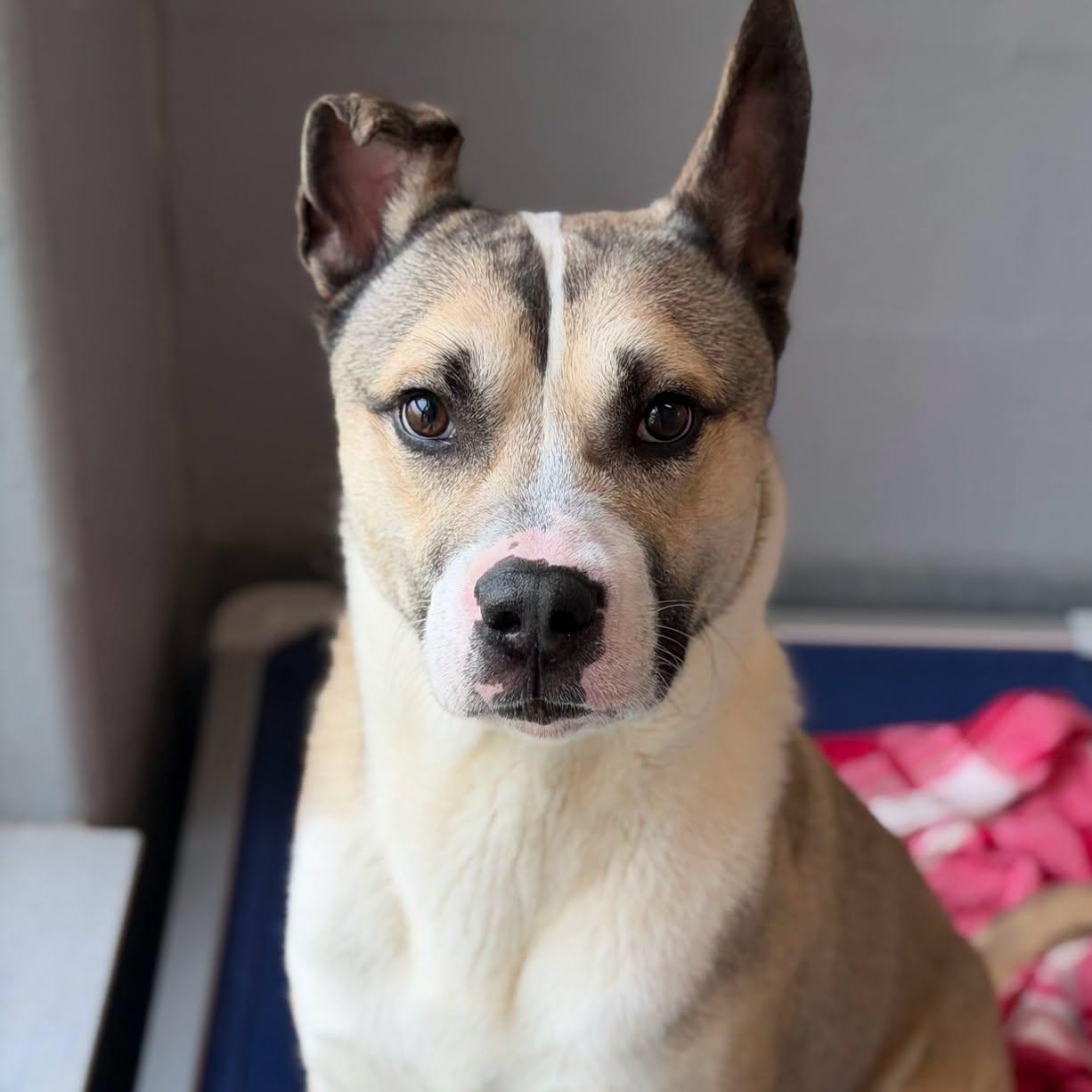 26-01080 JASPER, ADOPTABLE, Adult Male Husky.