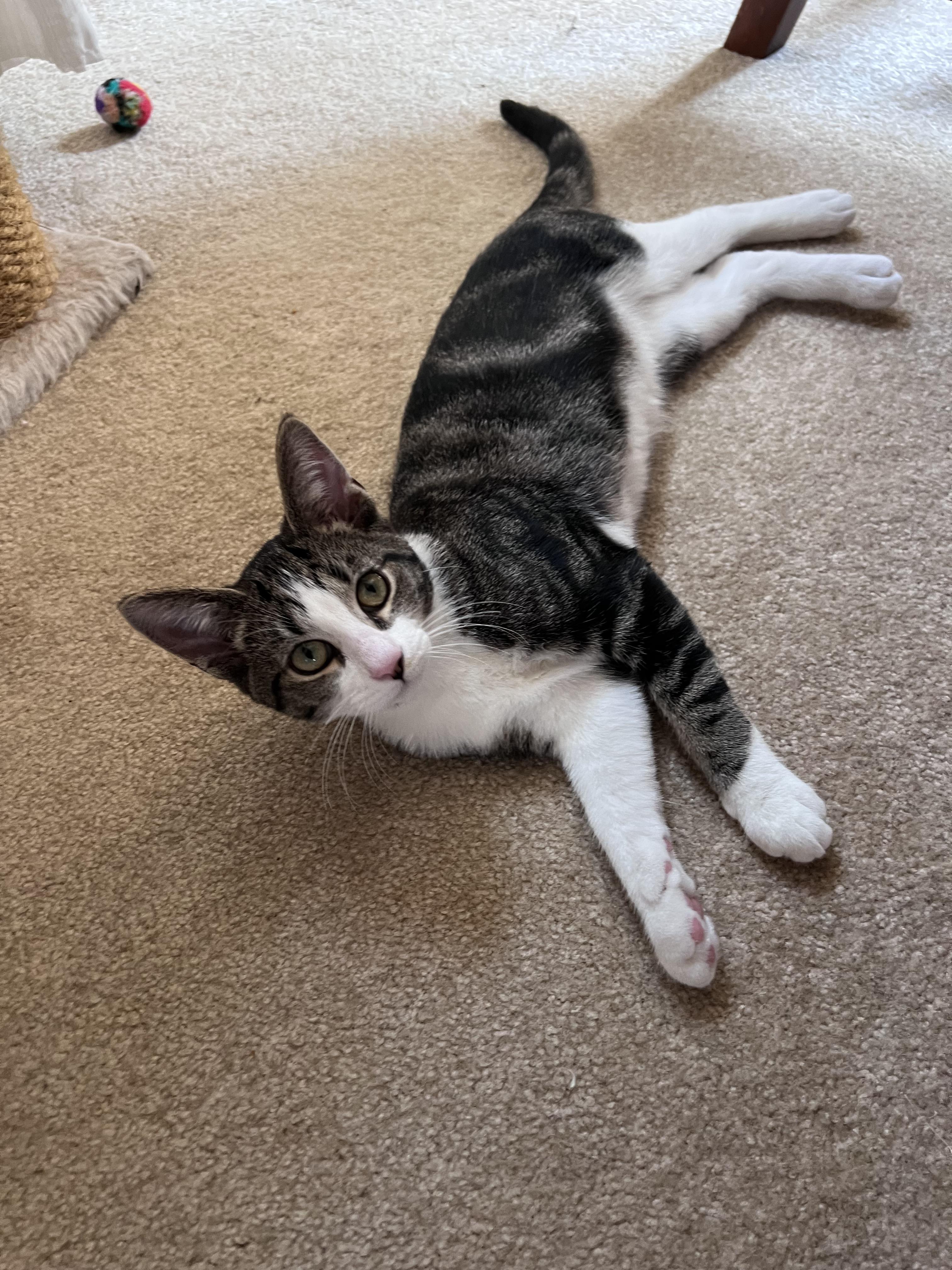 Ollie, a Adoptable Domestic Short Hair image 1/4