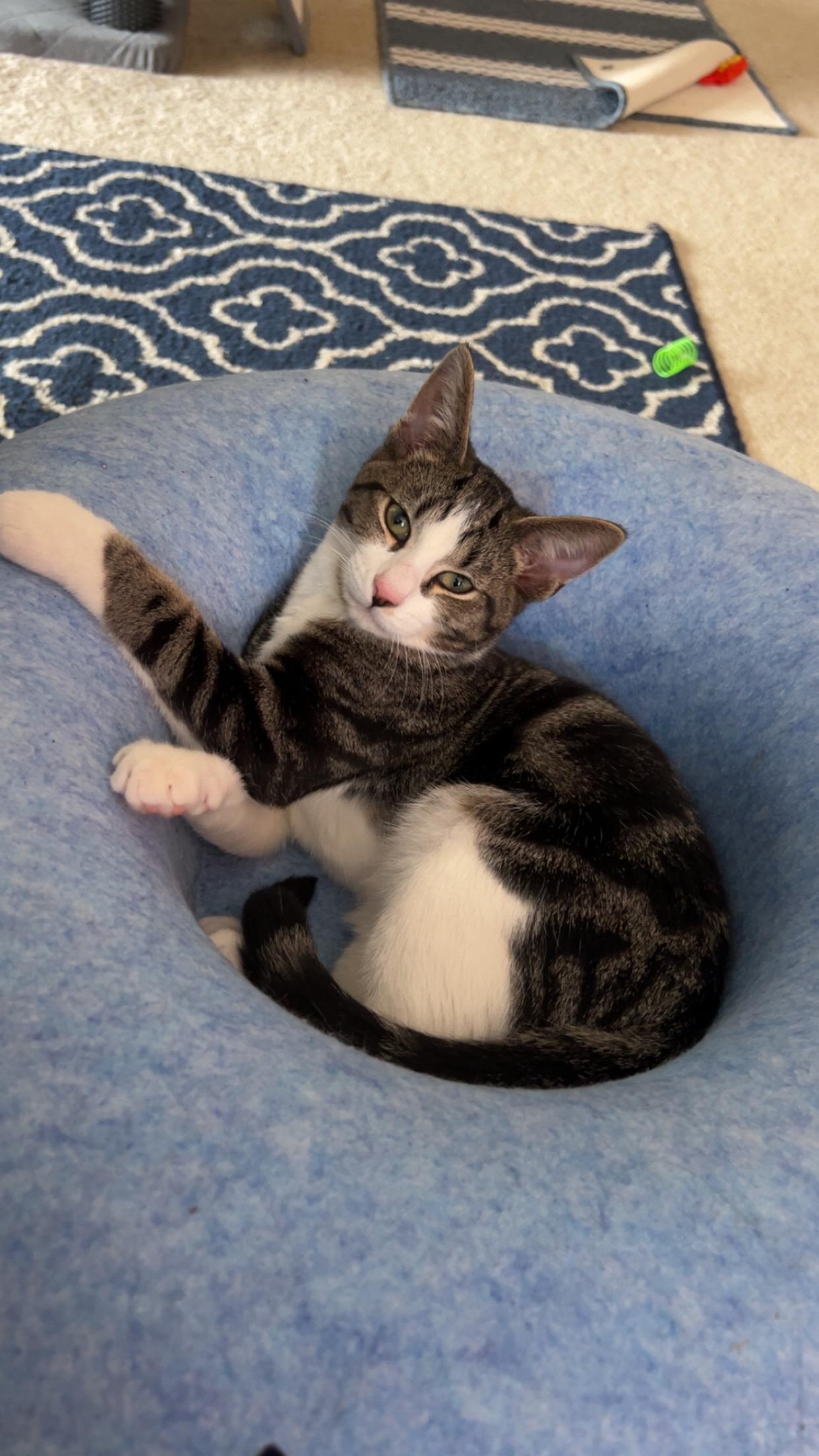 Ollie, Adoptable, Kitten Male Domestic Short Hair.